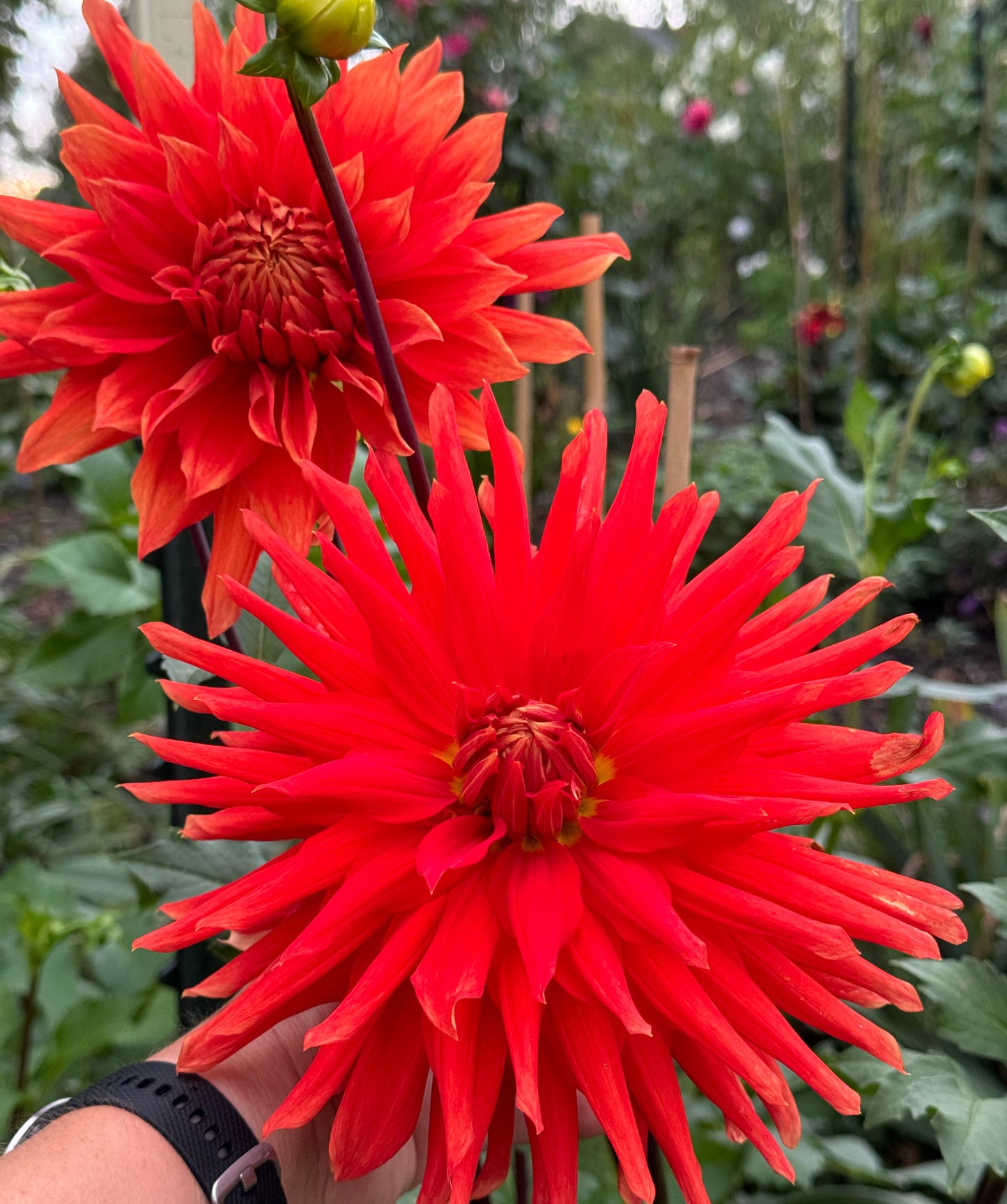 Wyn’s Cinnabar Dahlia