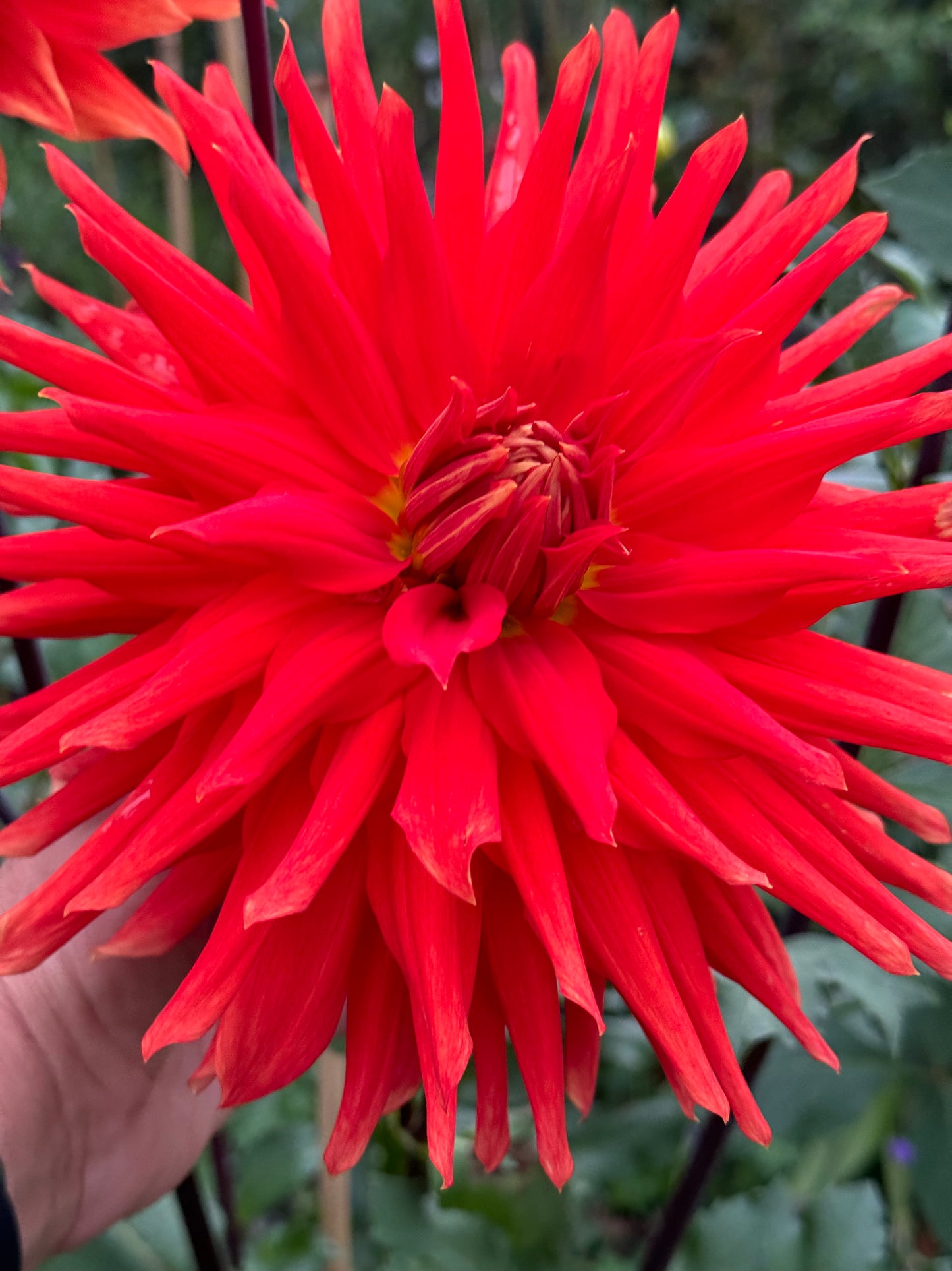 Wyn’s Cinnabar Dahlia