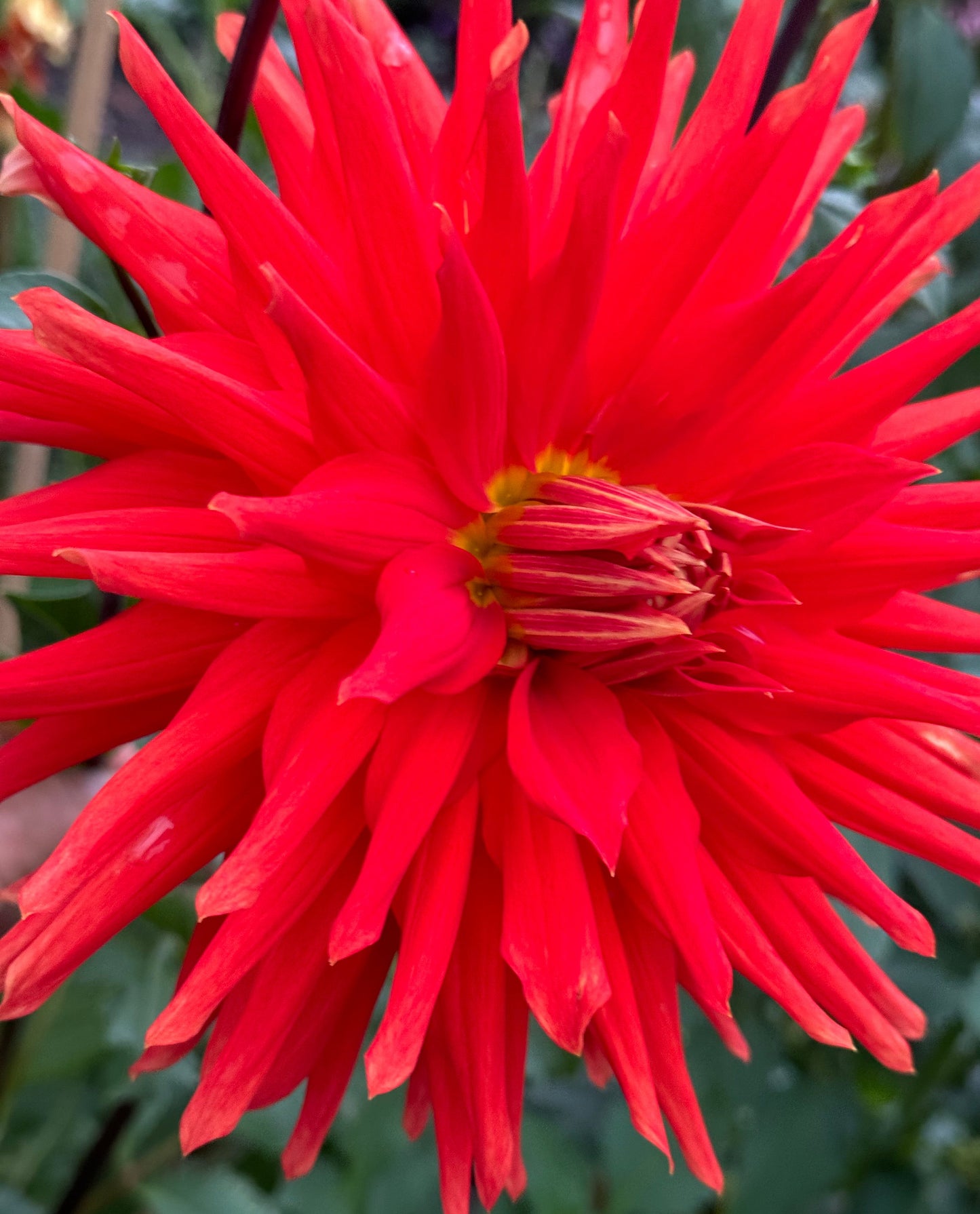 Wyn’s Cinnabar Dahlia