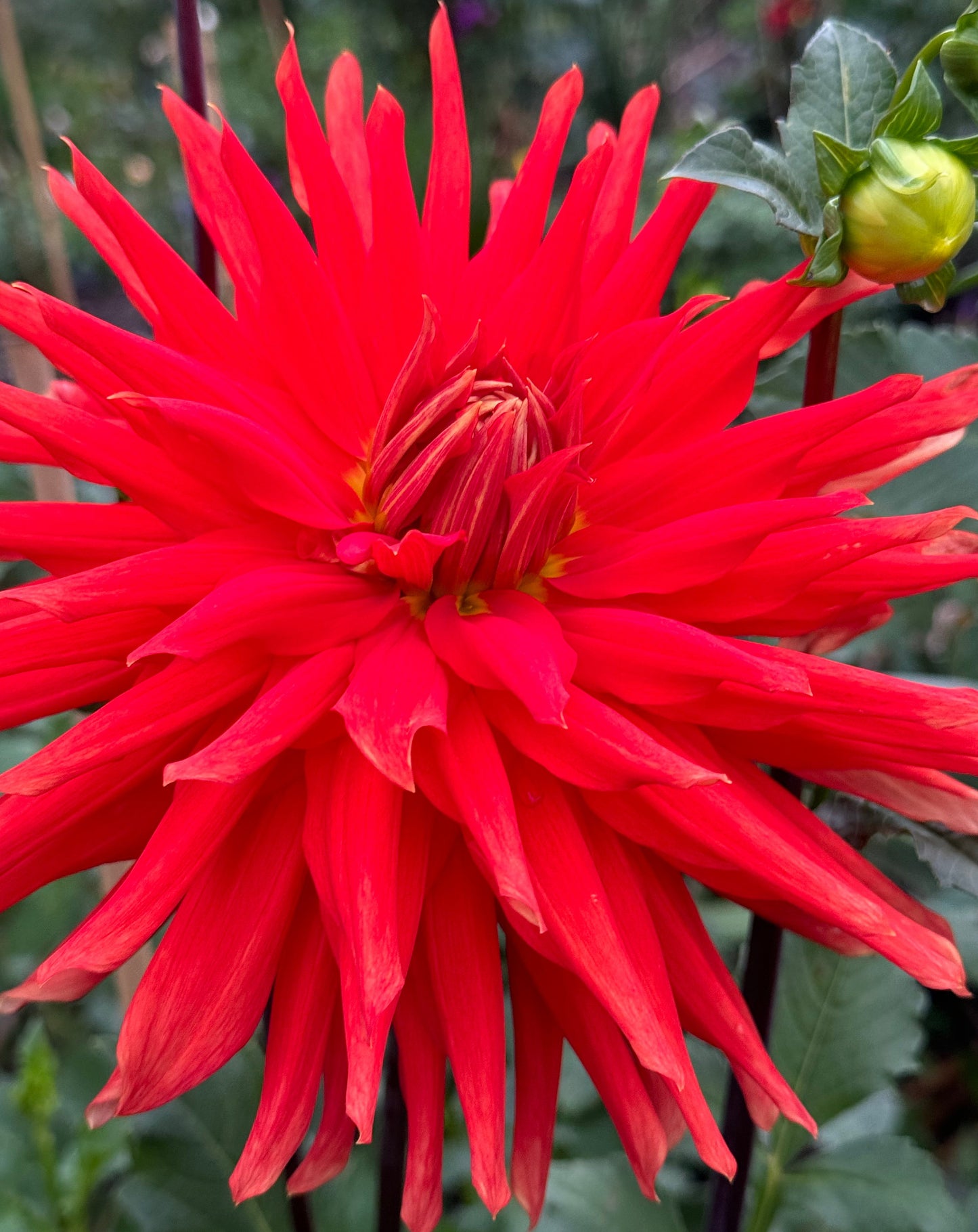 Wyn’s Cinnabar Dahlia