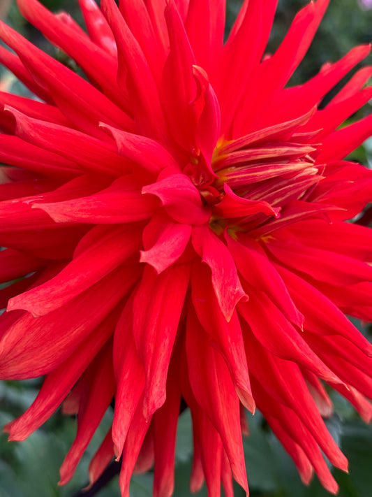 Wyn’s Cinnabar Dahlia