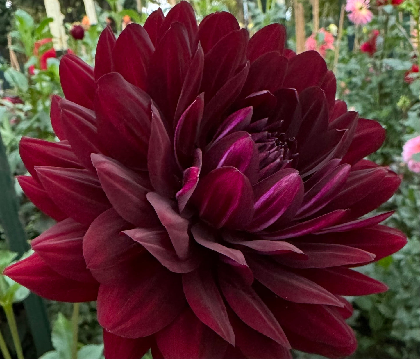 Hollyhill Black Beauty Dahlia