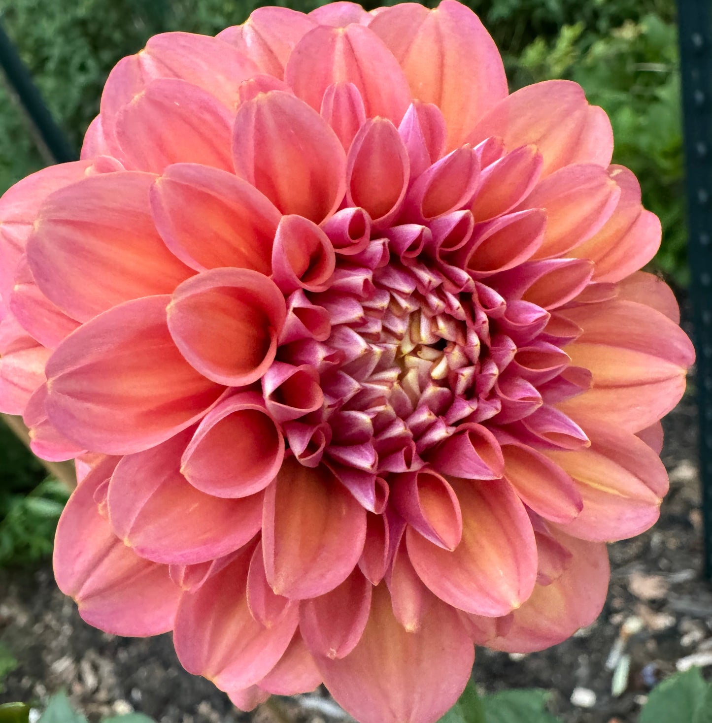 Milena Fleur Dahlia