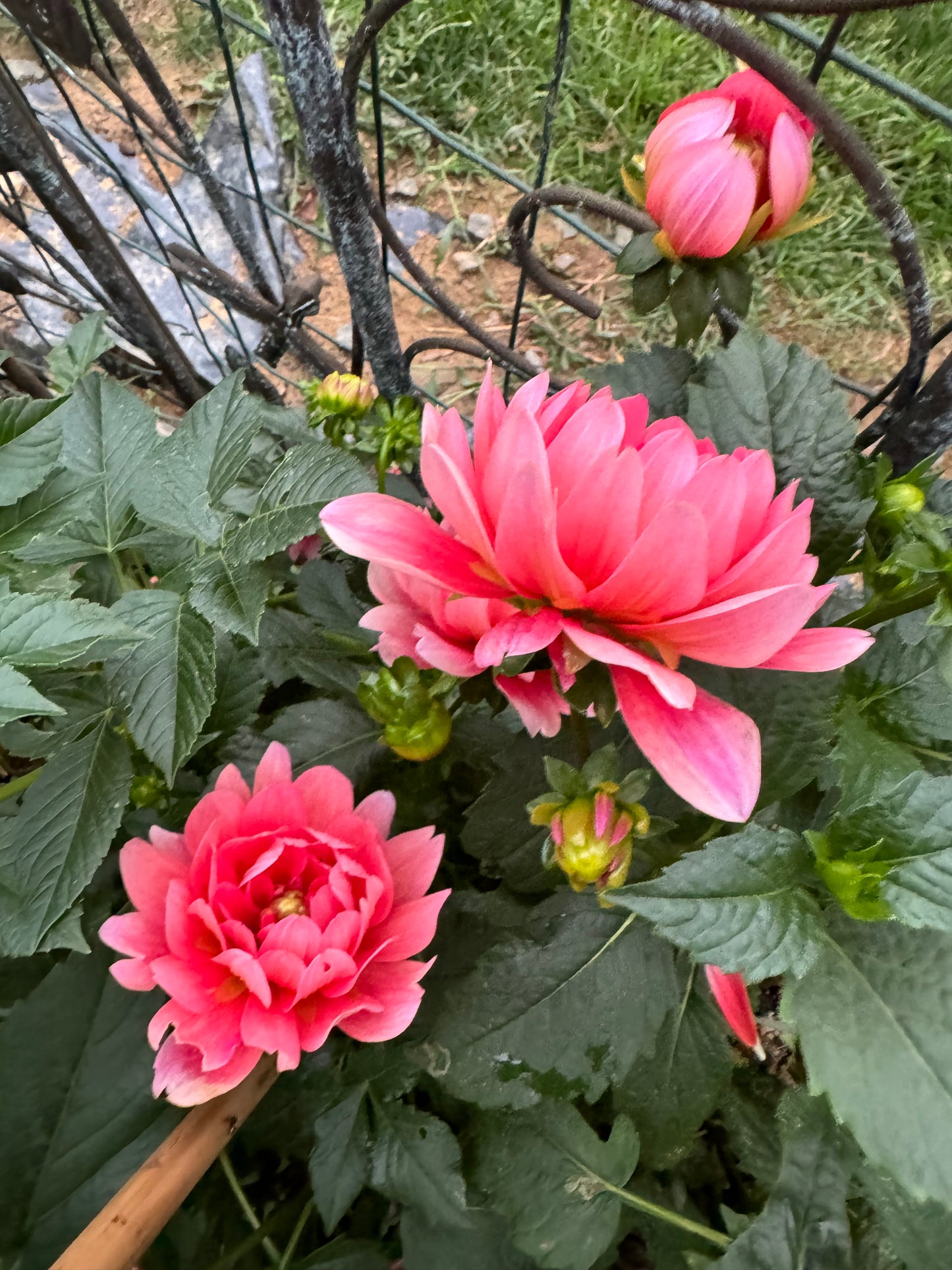 Pink Duches Dahlia