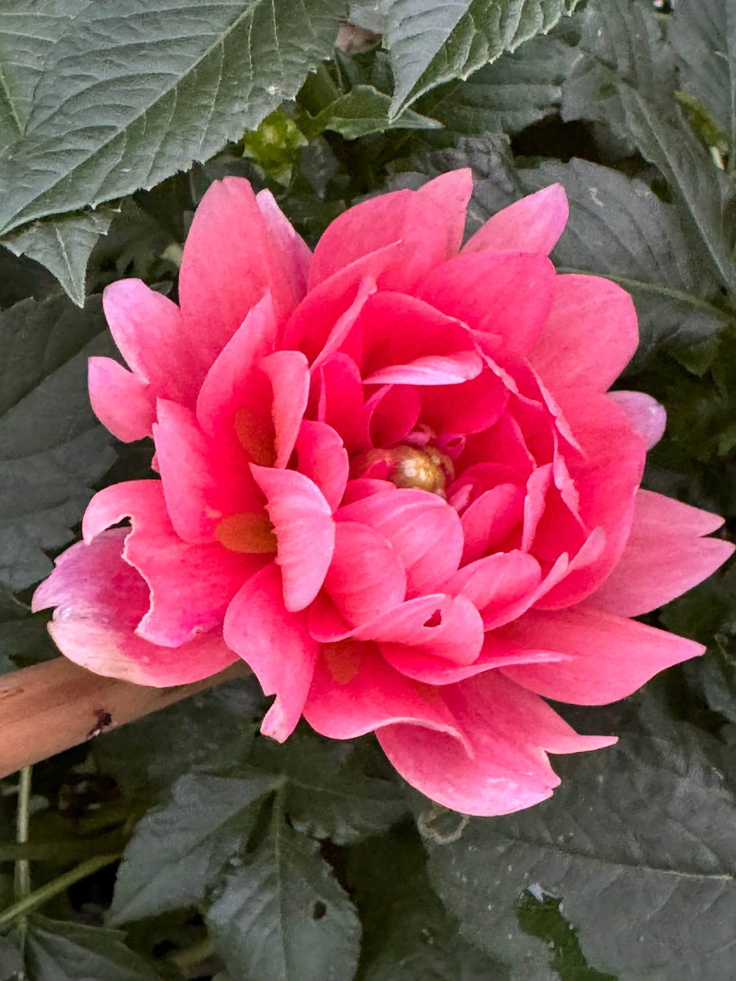 Pink Duches Dahlia