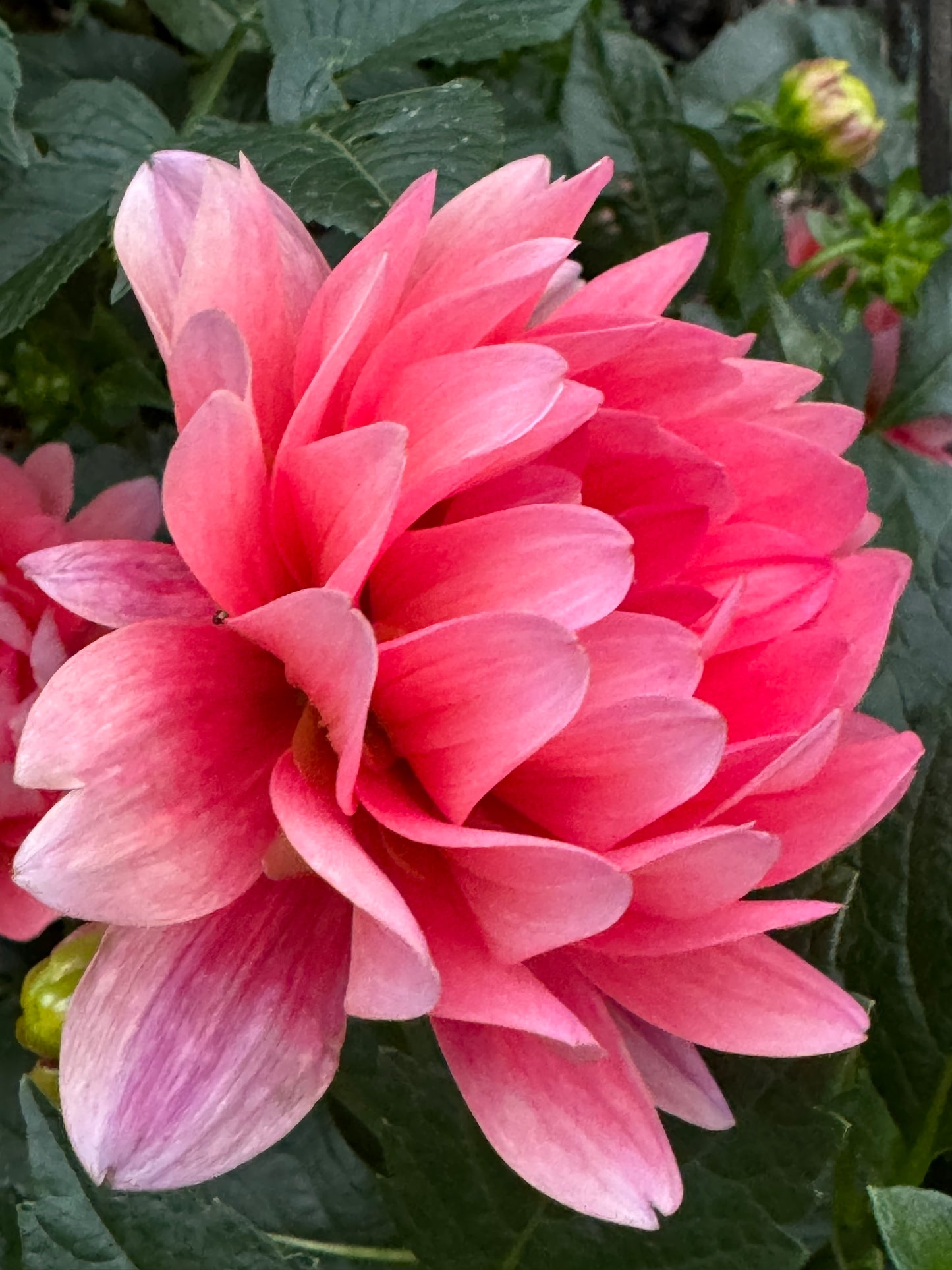 Pink Duches Dahlia