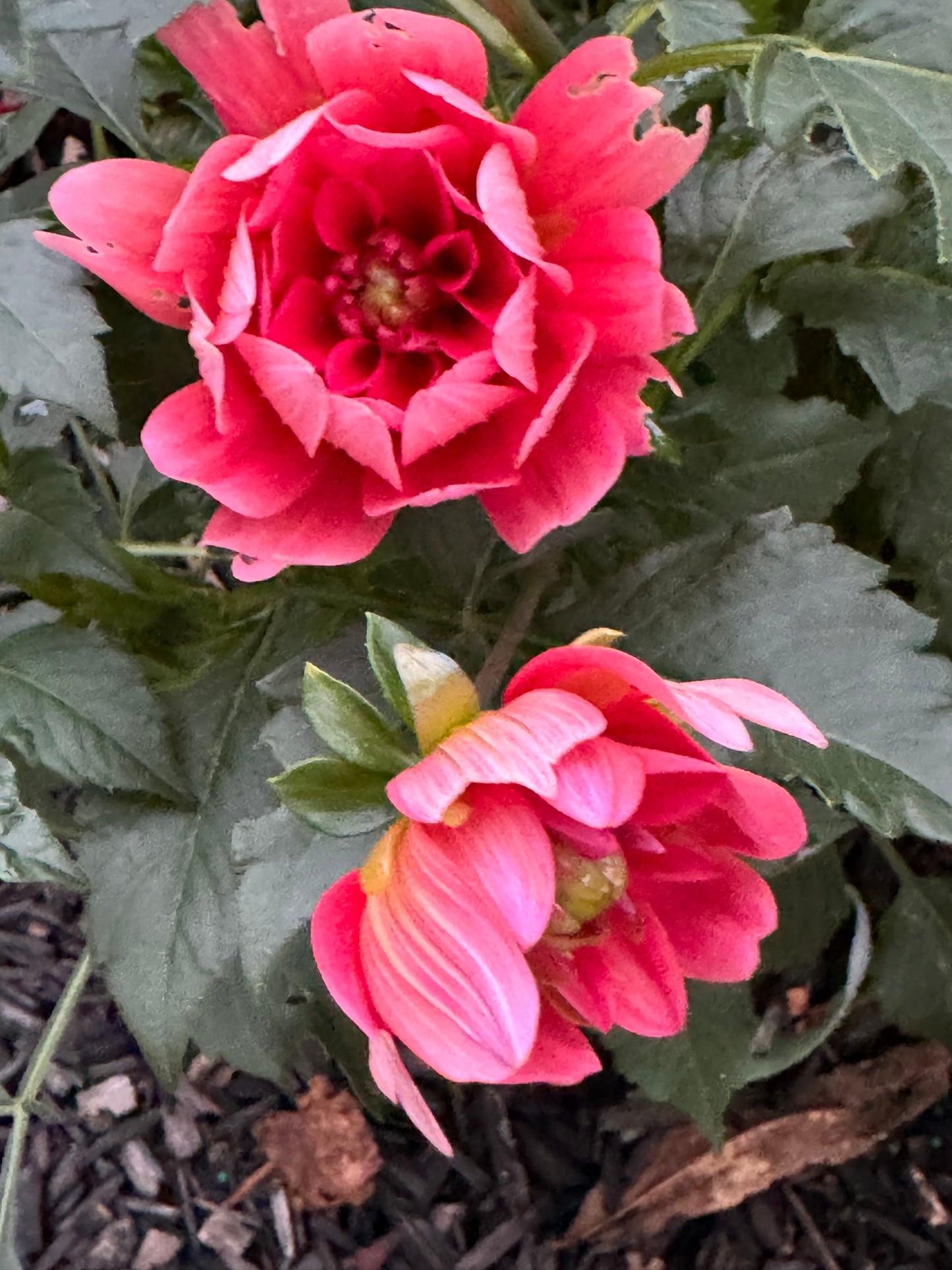 Pink Duches Dahlia