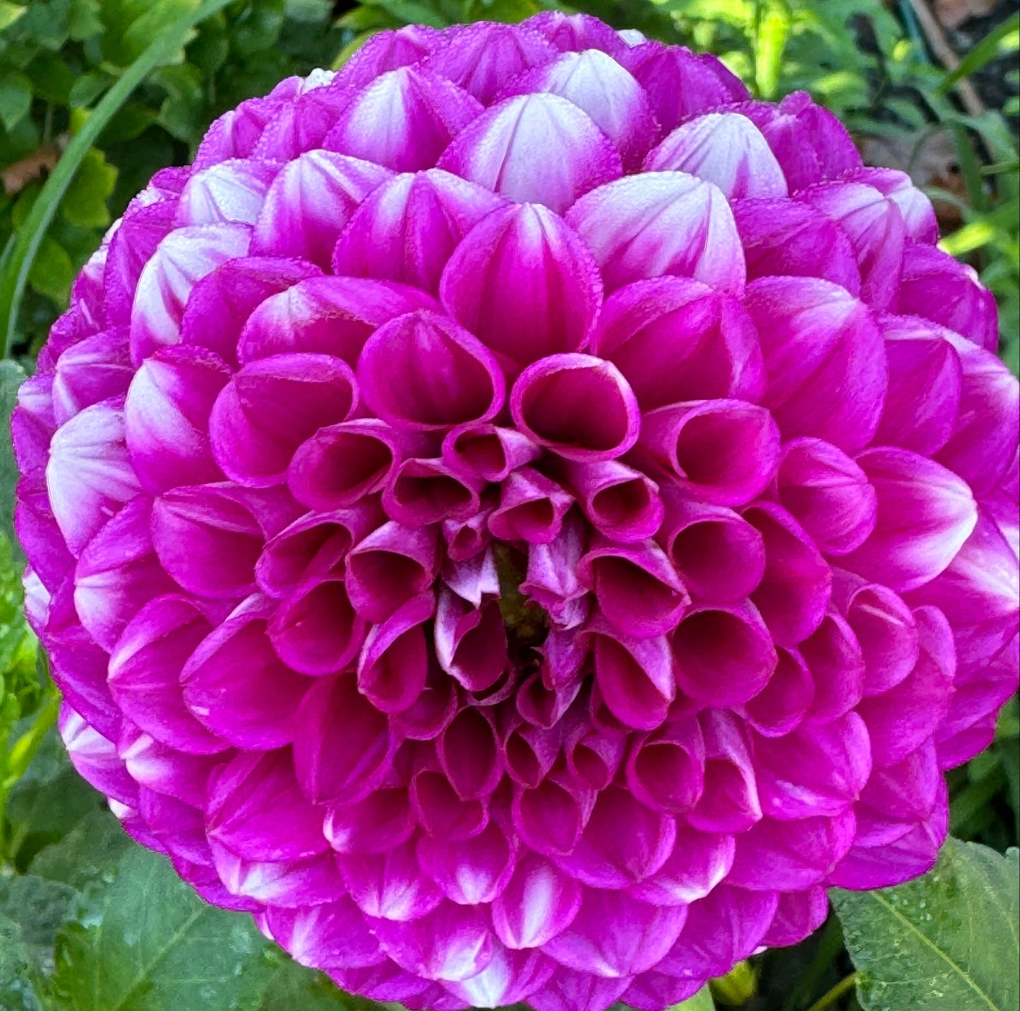 Cartouche Dahlia