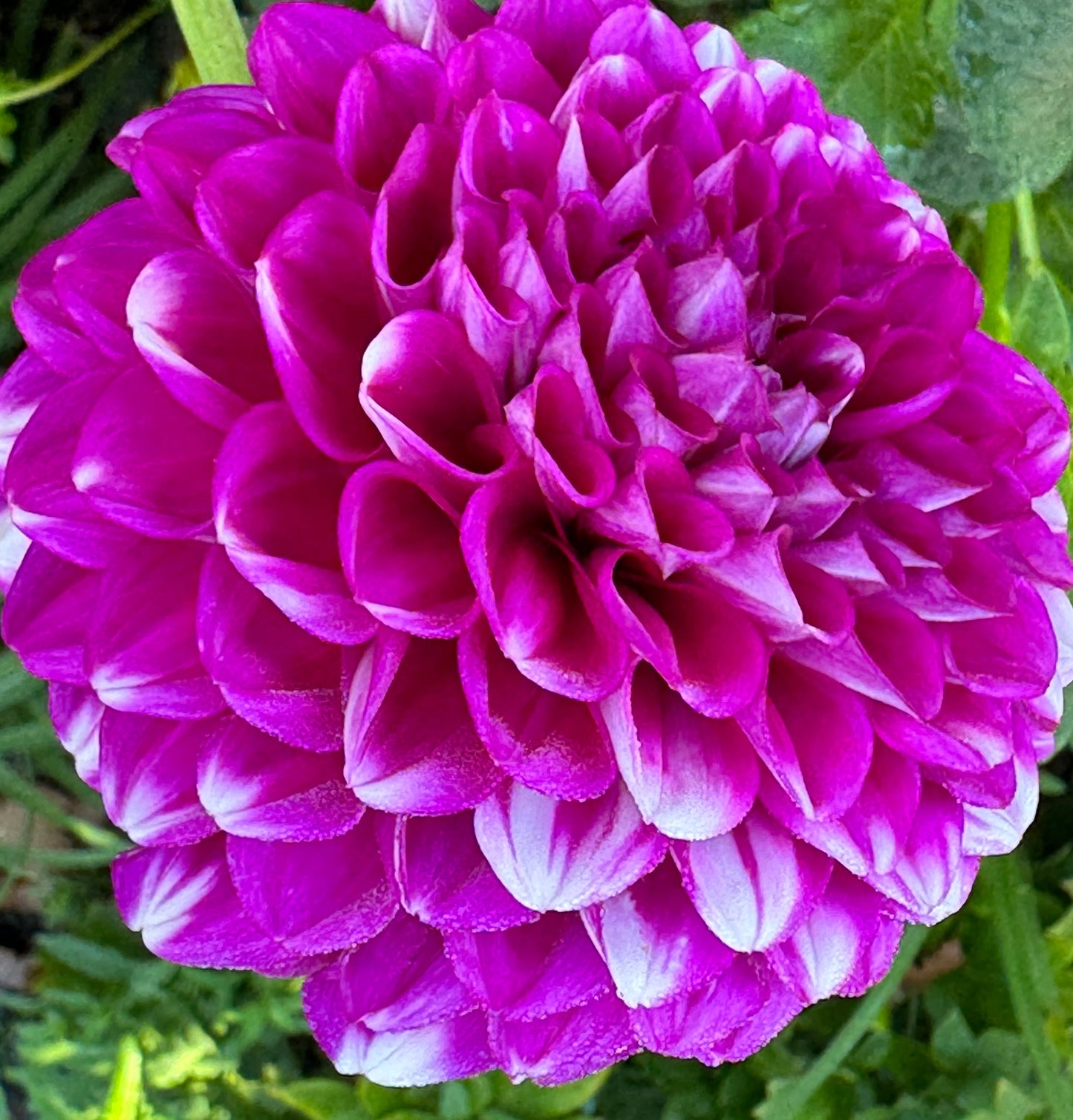Cartouche Dahlia