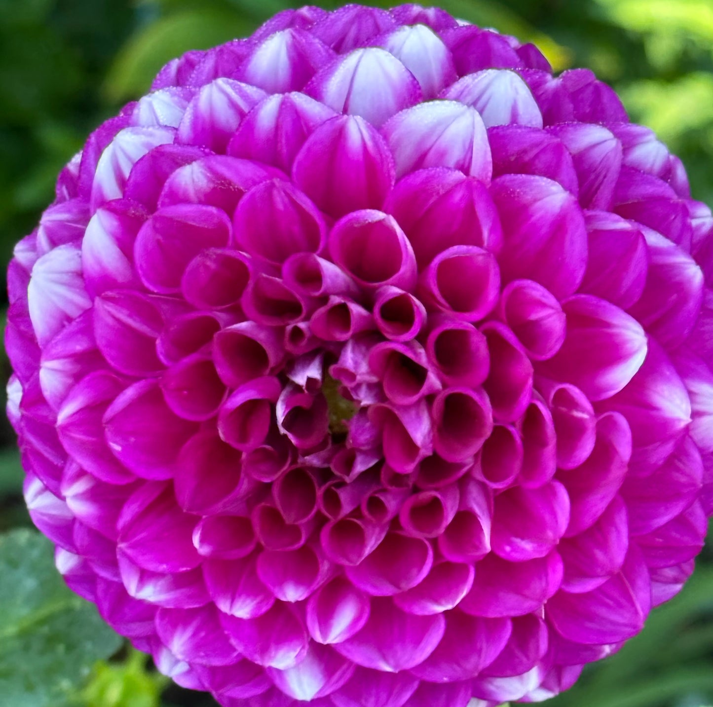 Cartouche Dahlia