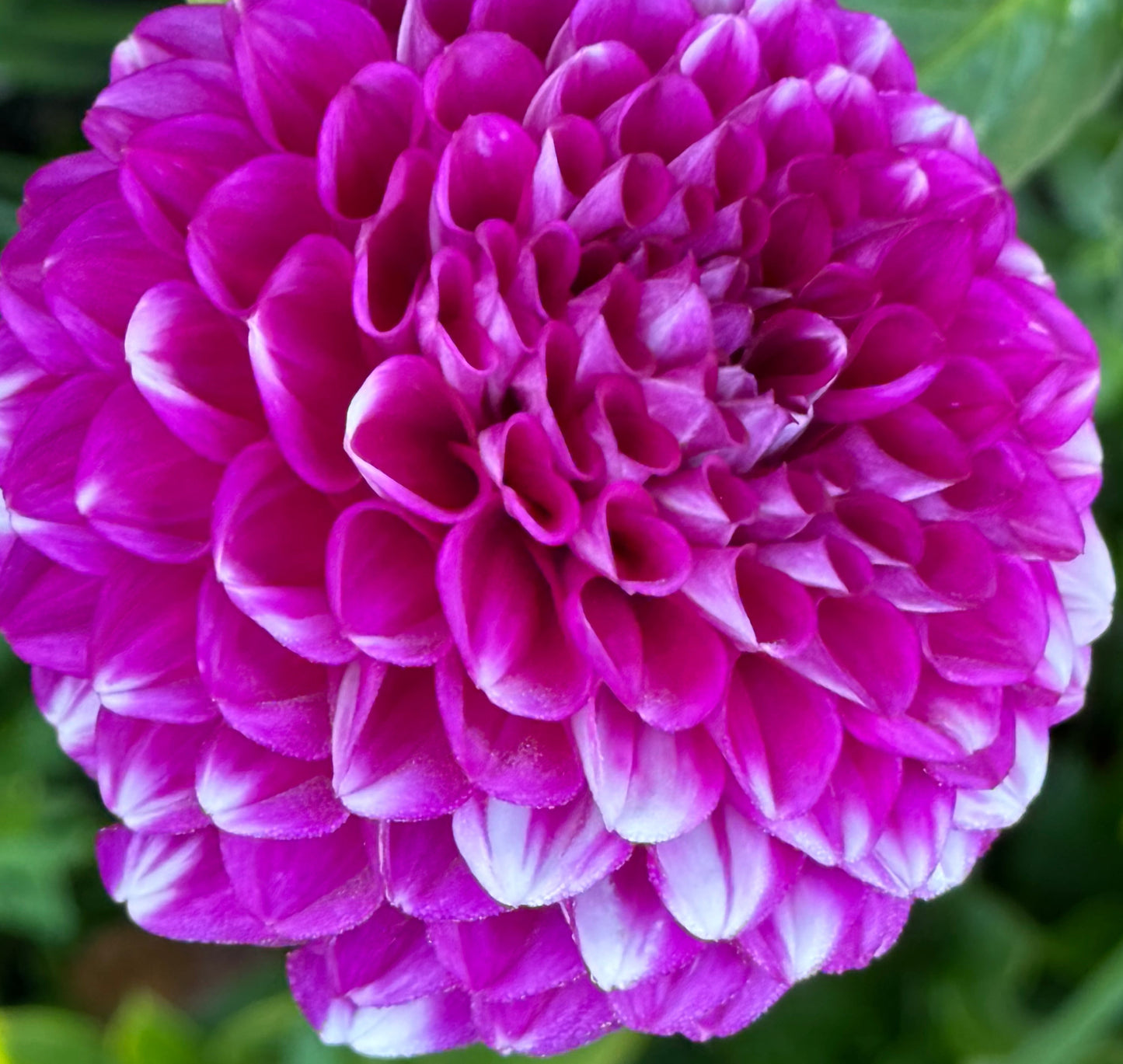 Cartouche Dahlia