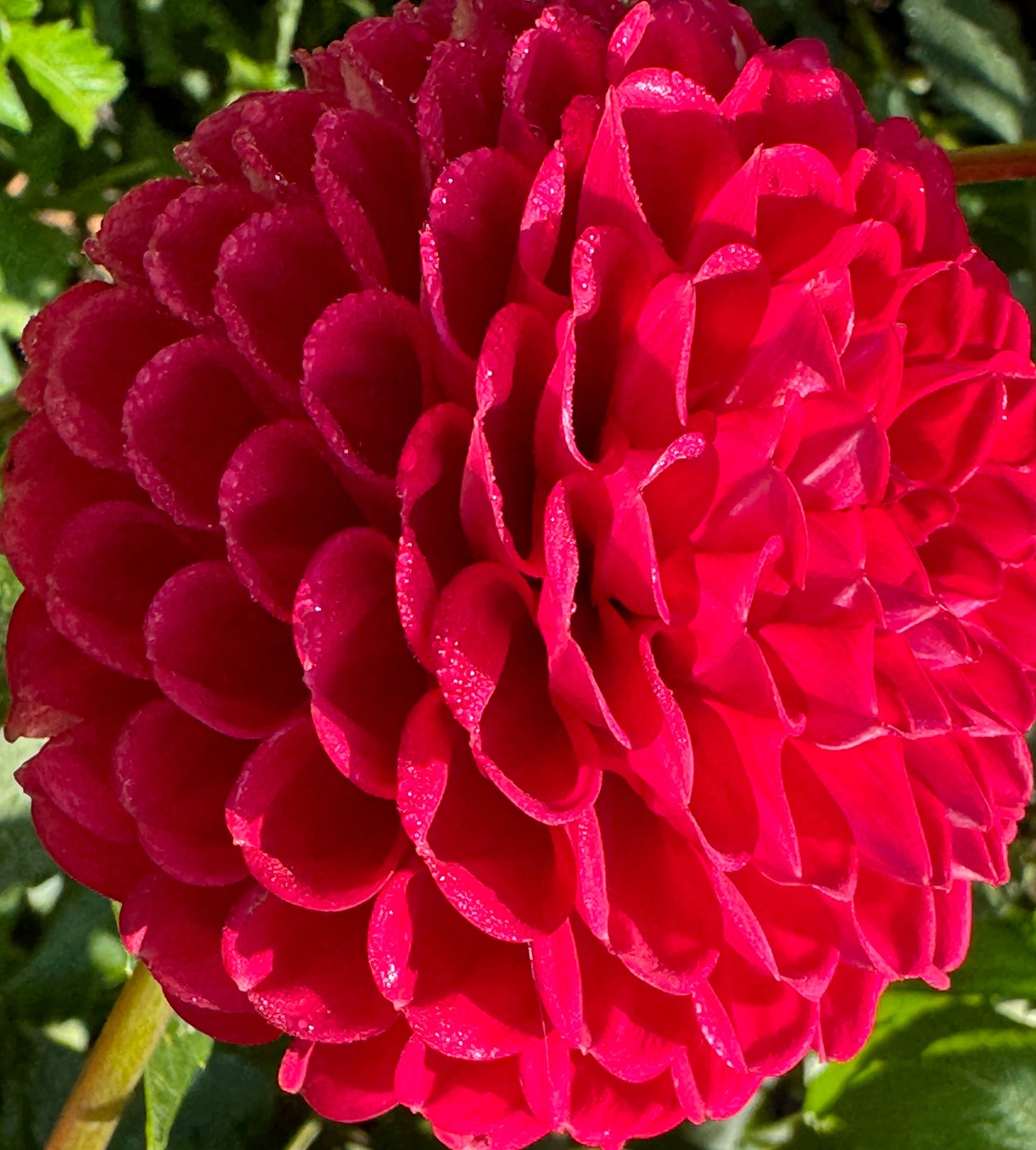 Boom Boom Red Dahlia