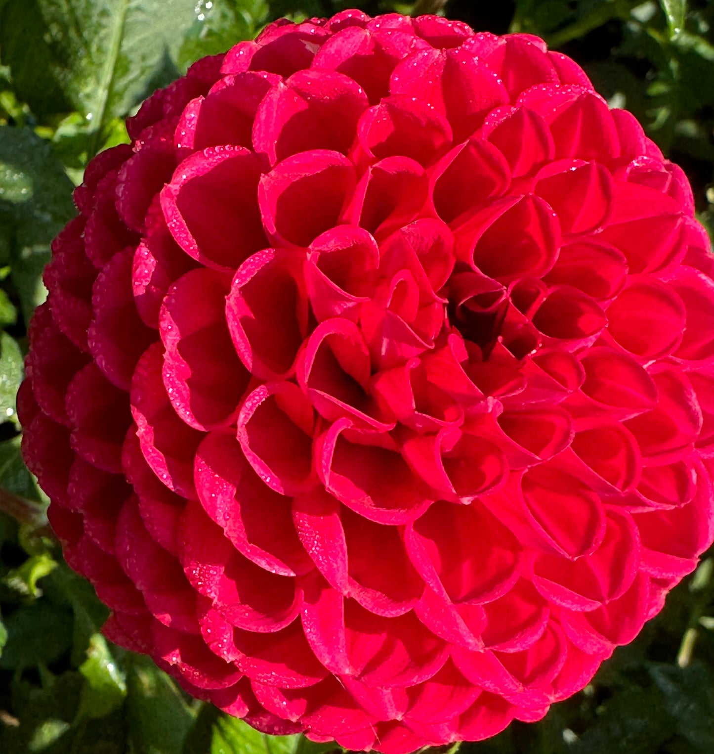 Boom Boom Red Dahlia