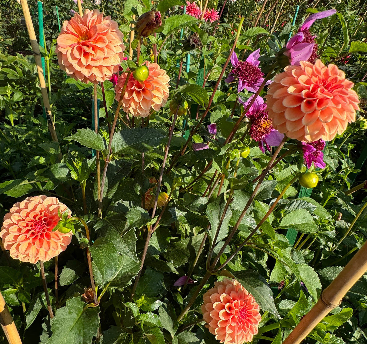 Rose Toscano Dahlia