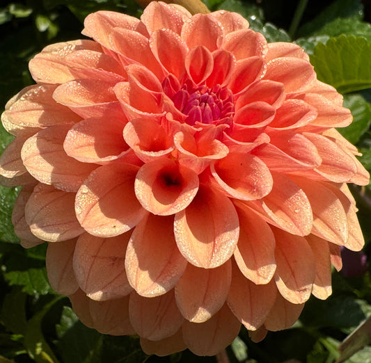 Rose Toscano Dahlia