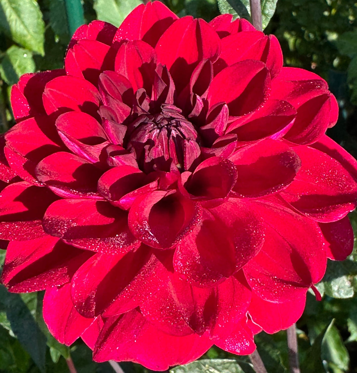 Night Out Dahlia