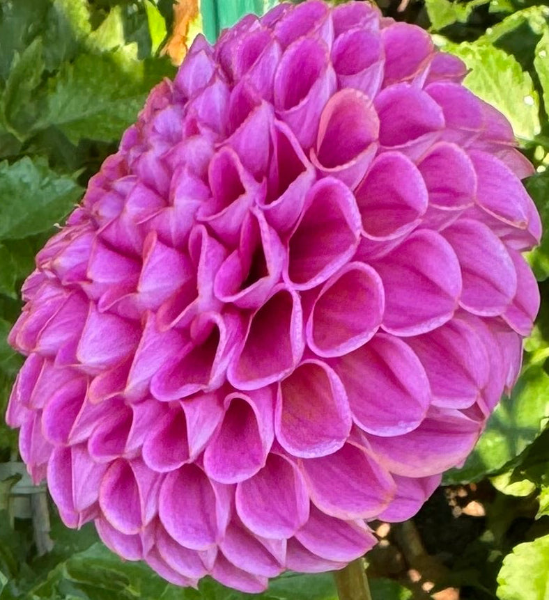 Isabel Dahlia