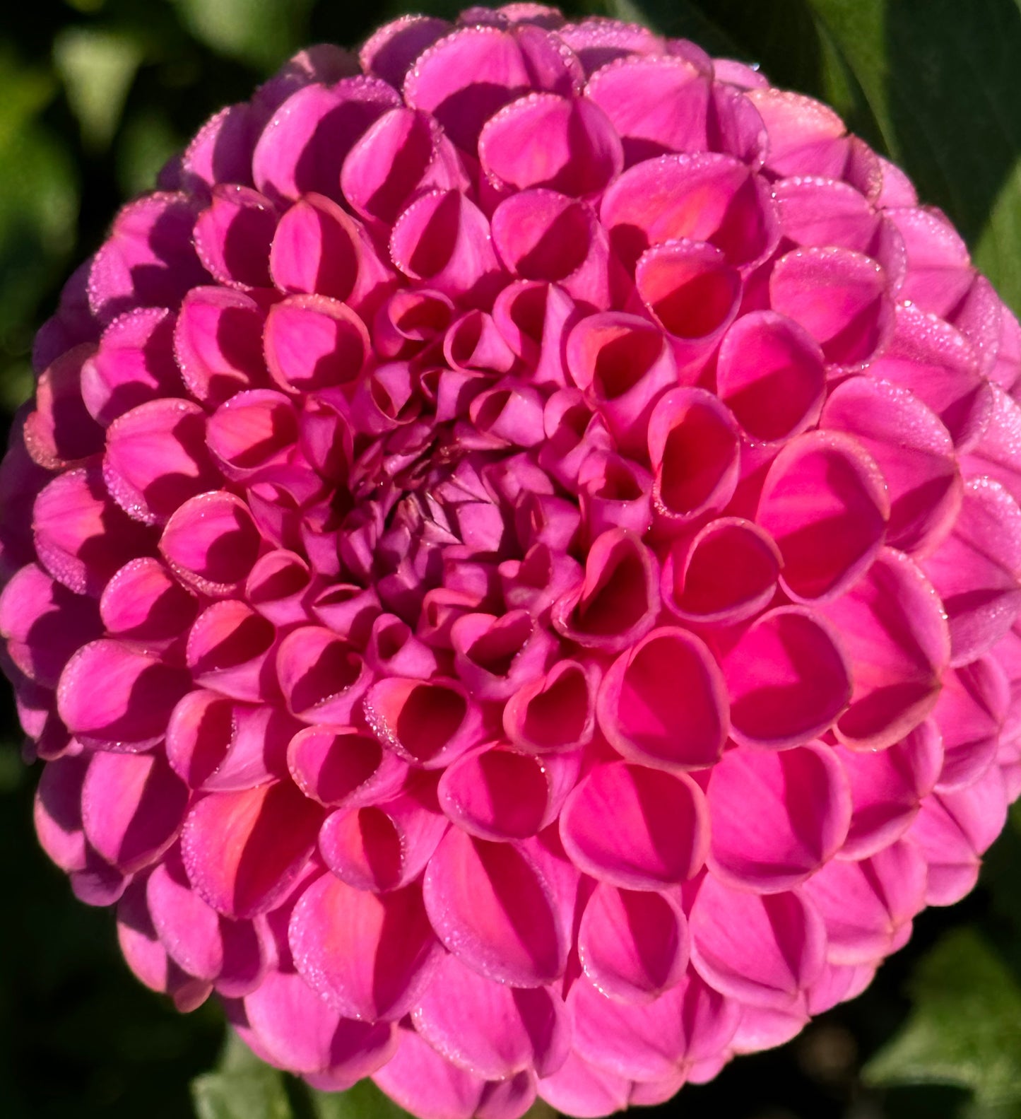 Isabel Dahlia