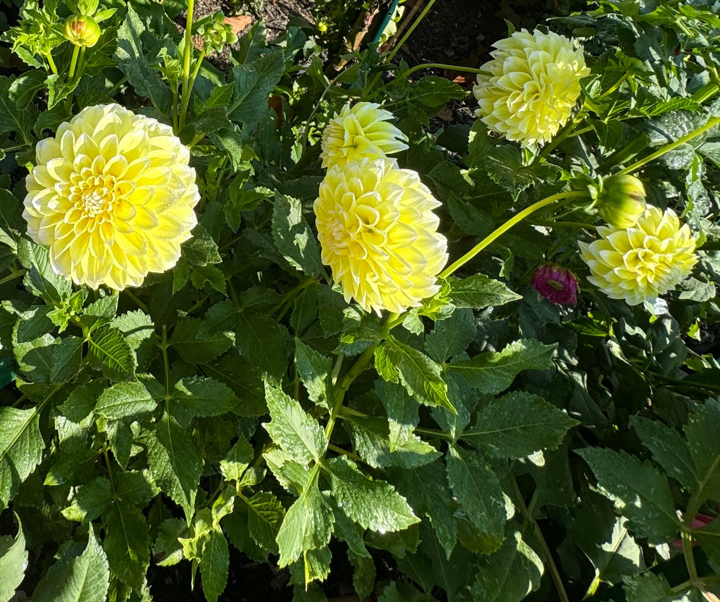 Korb Yellow Hy-Light Dahlia