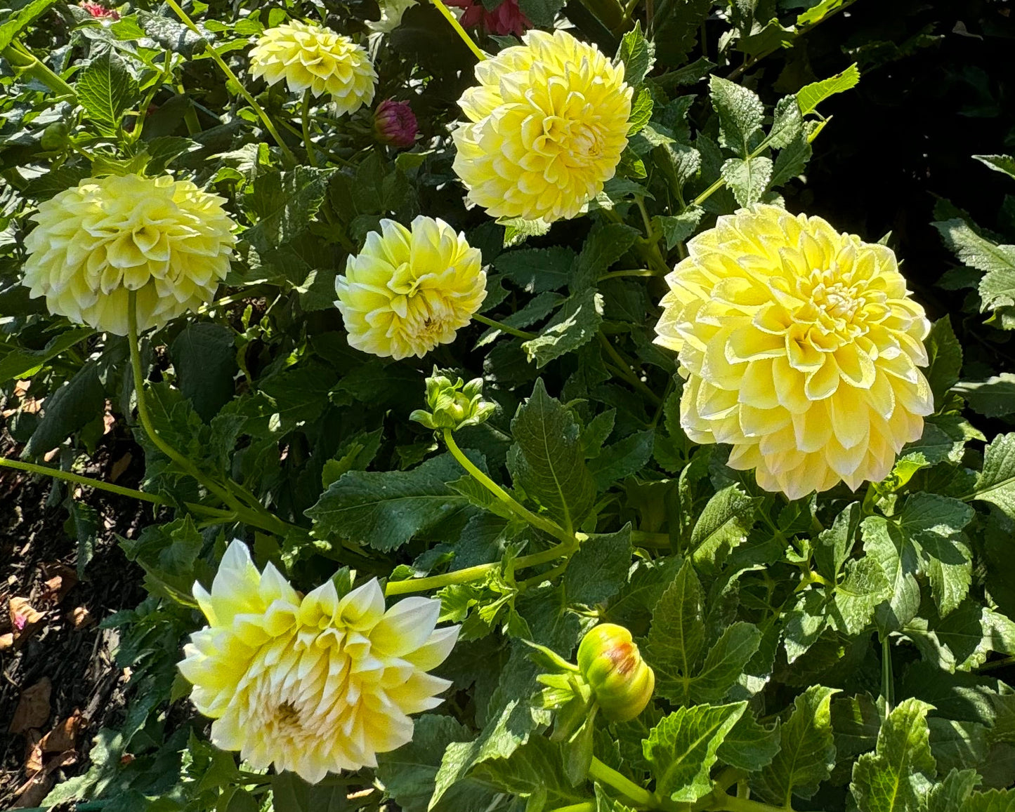 Korb Yellow Hy-Light Dahlia