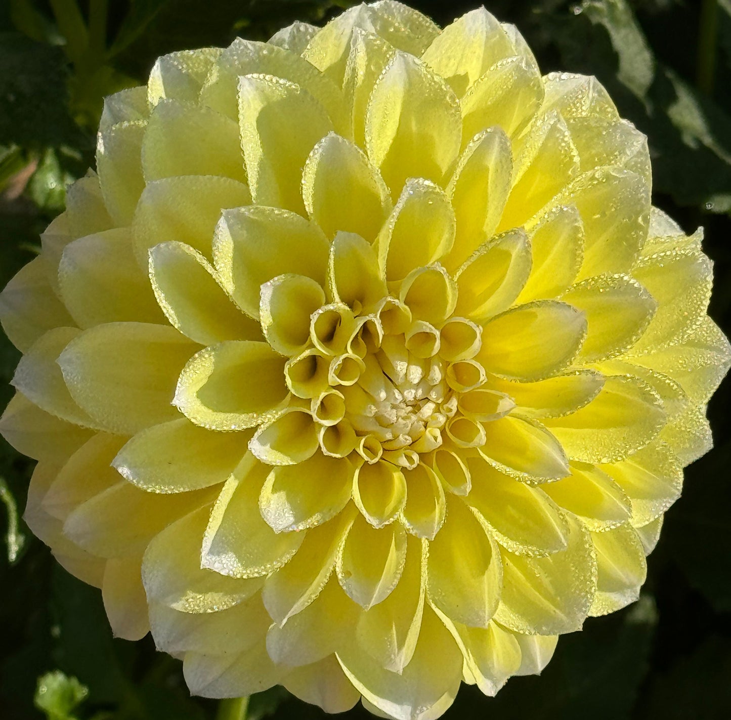 Korb Yellow Hy-Light Dahlia