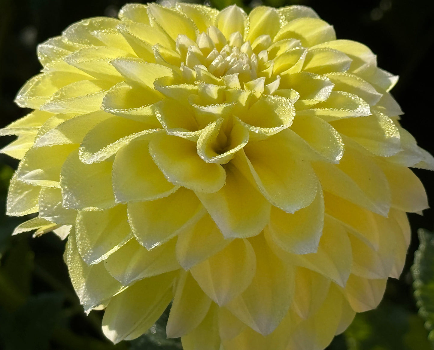 Korb Yellow Hy-Light Dahlia