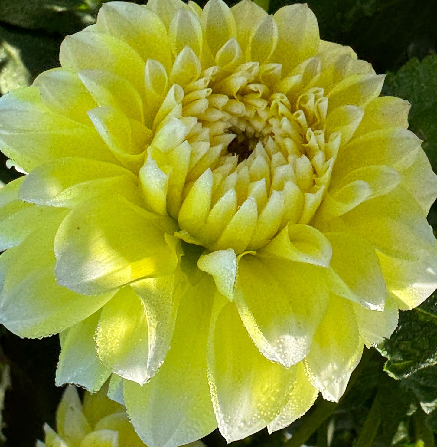 Korb Yellow Hy-Light Dahlia