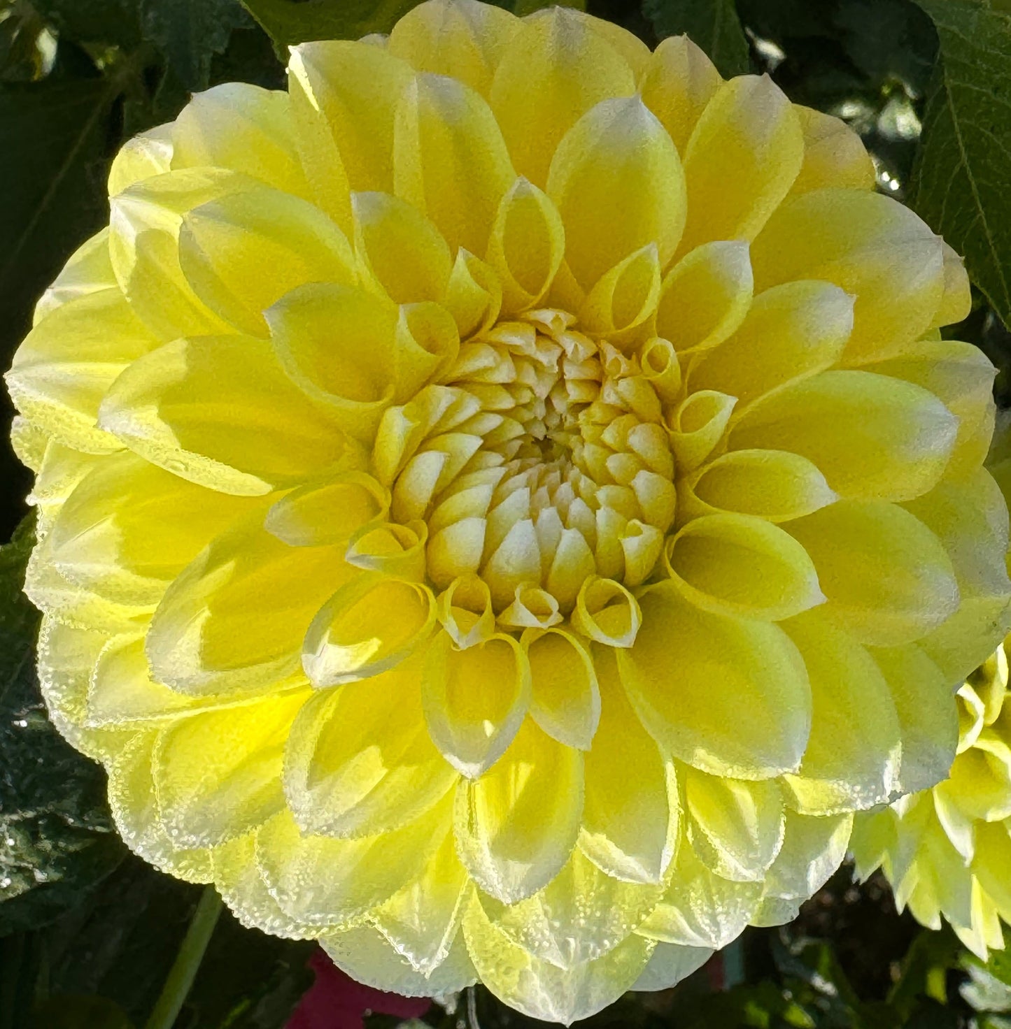 Korb Yellow Hy-Light Dahlia