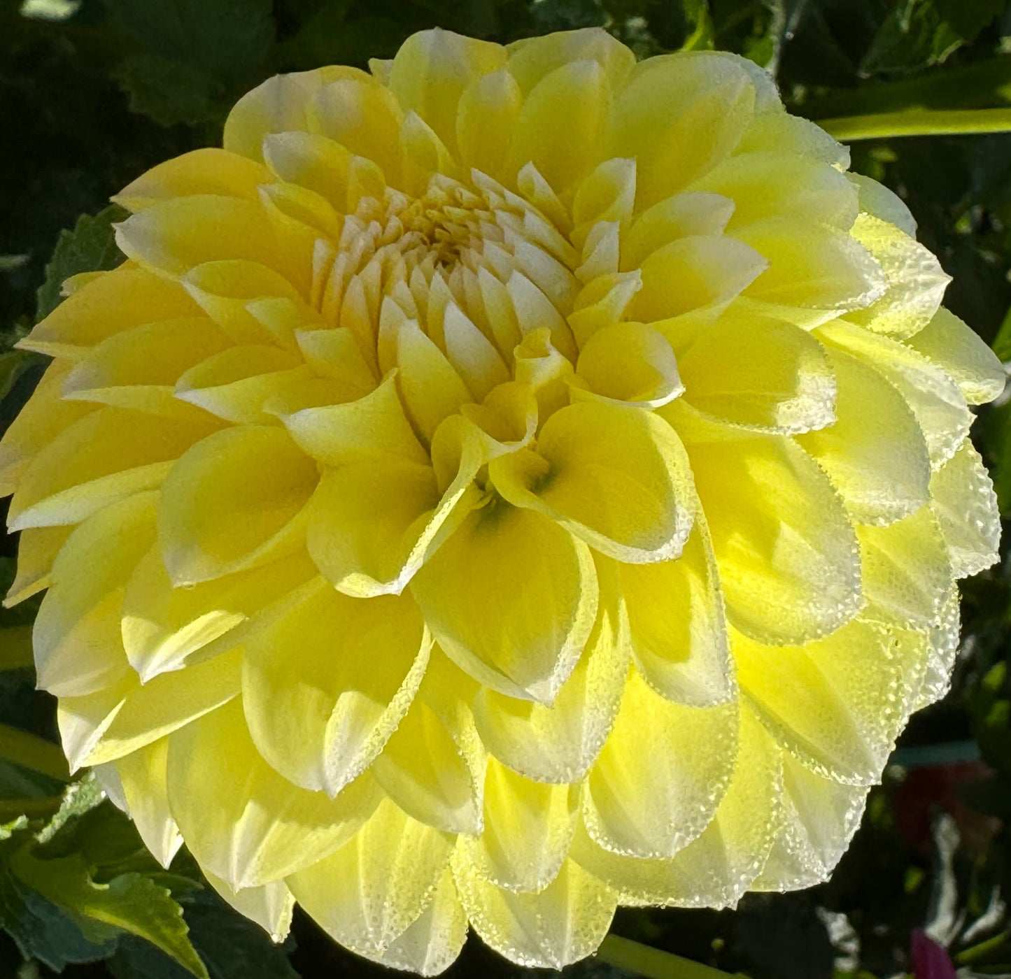 Korb Yellow Hy-Light Dahlia