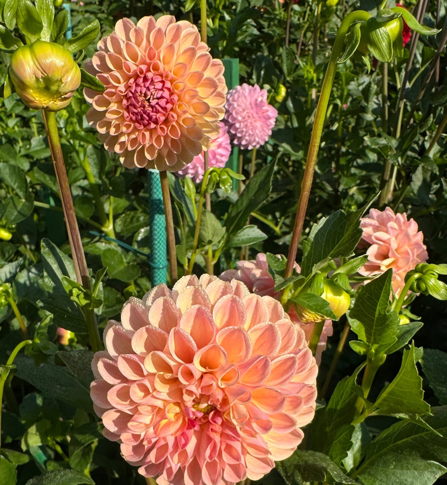 Clearview Peachy Dahlia