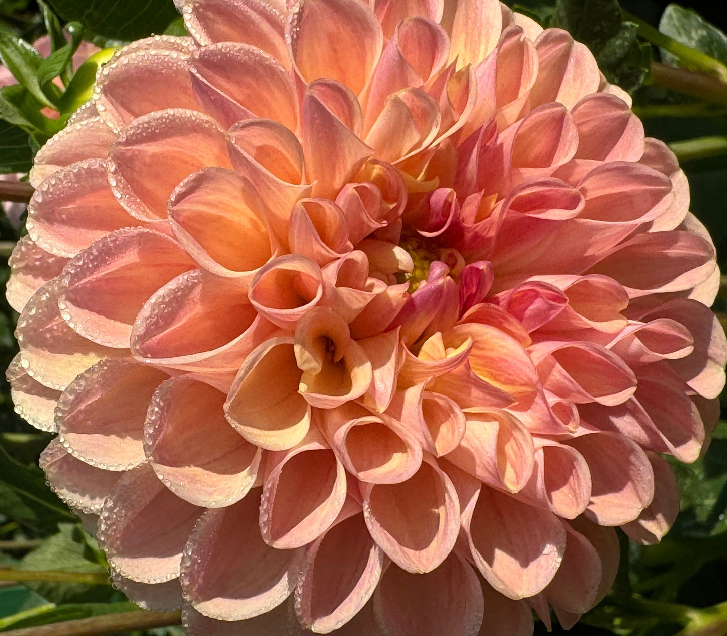 Clearview Peachy Dahlia