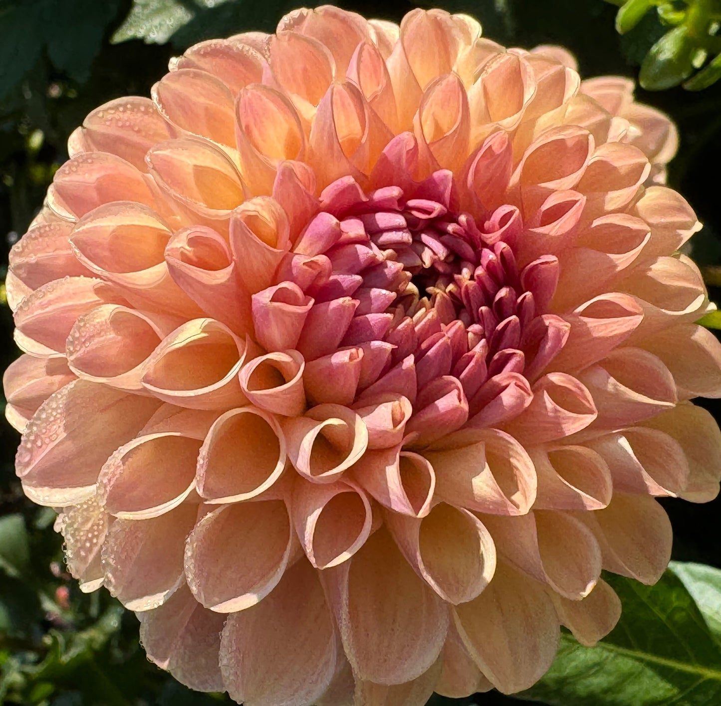 Clearview Peachy Dahlia