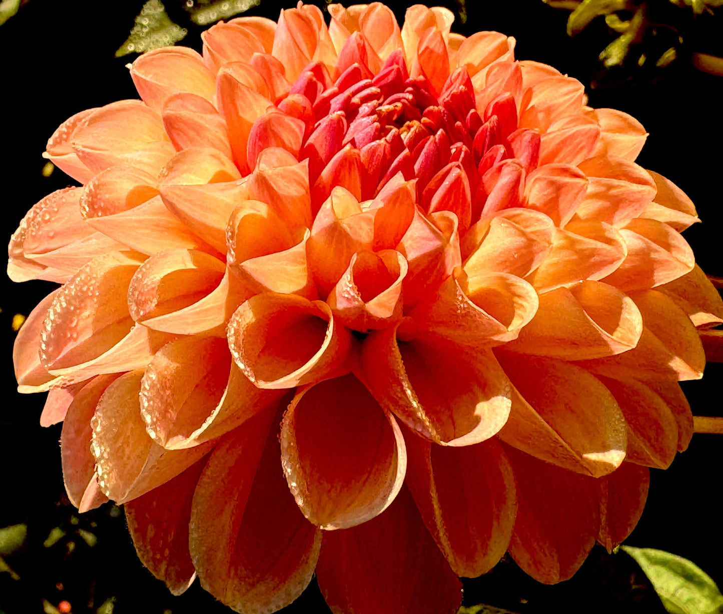 Clearview Peachy Dahlia