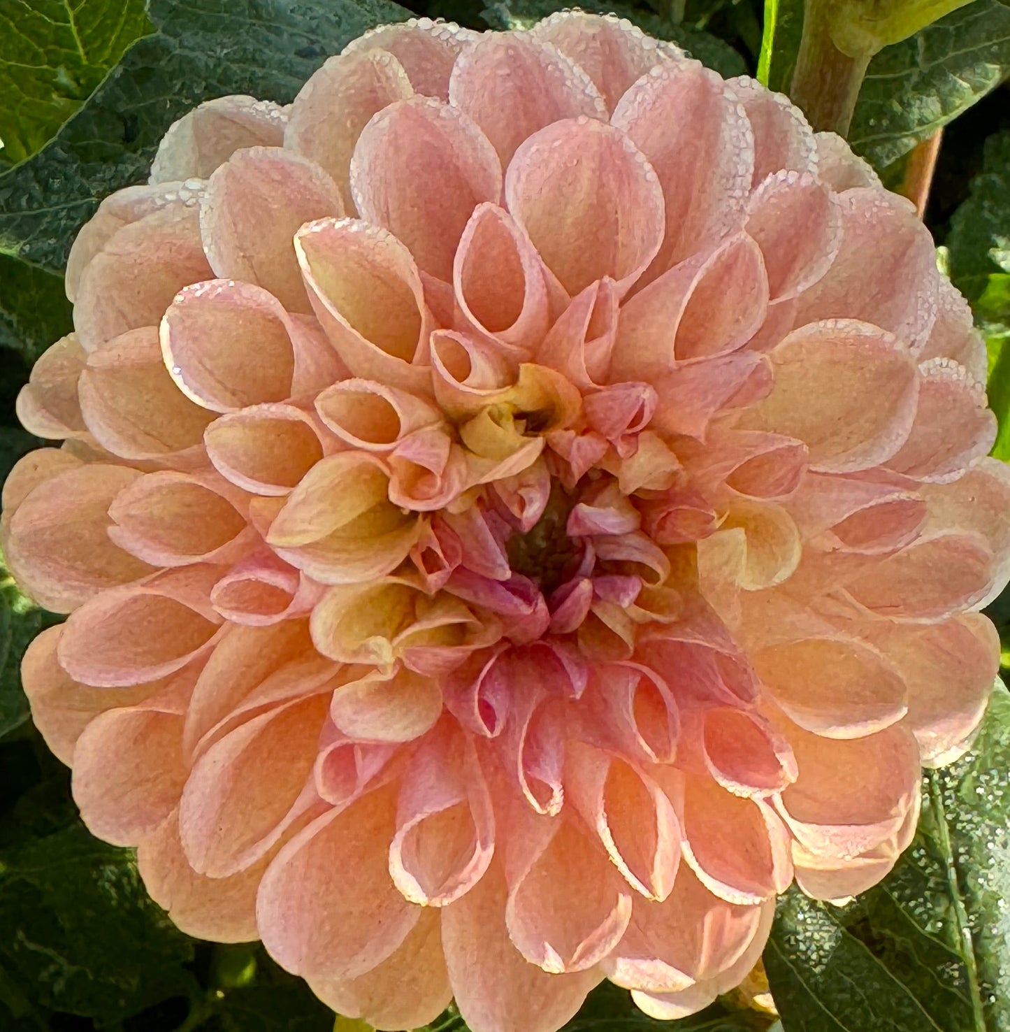 Clearview Peachy Dahlia