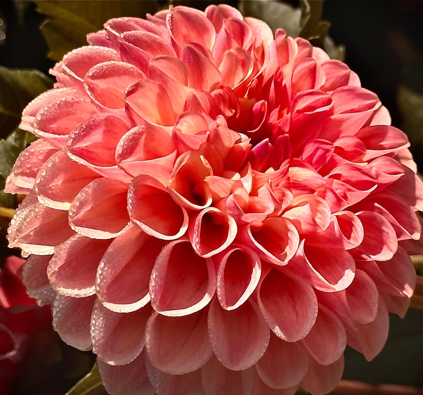 Chewy Dahlia