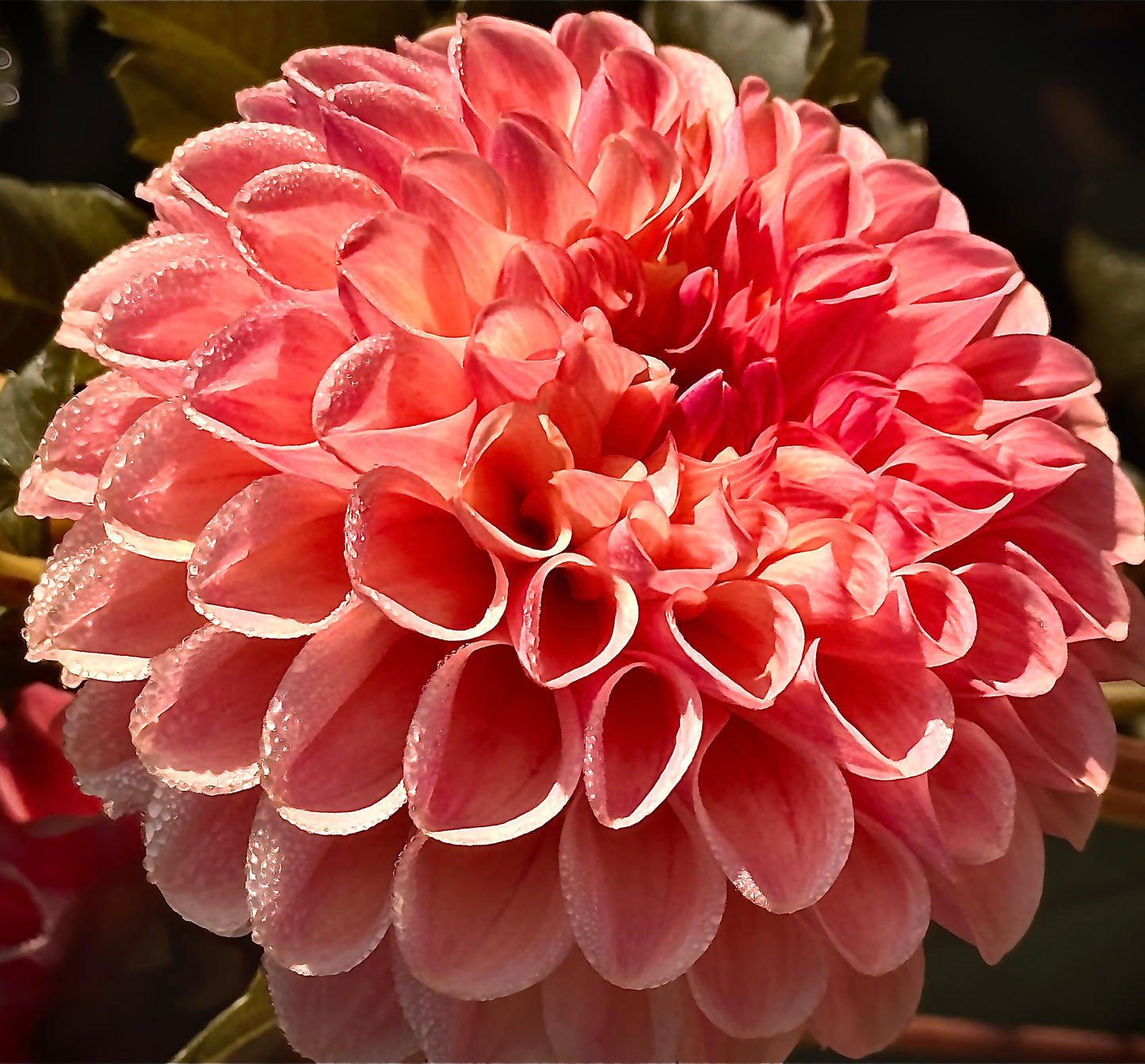 Clearview Peachy Dahlia