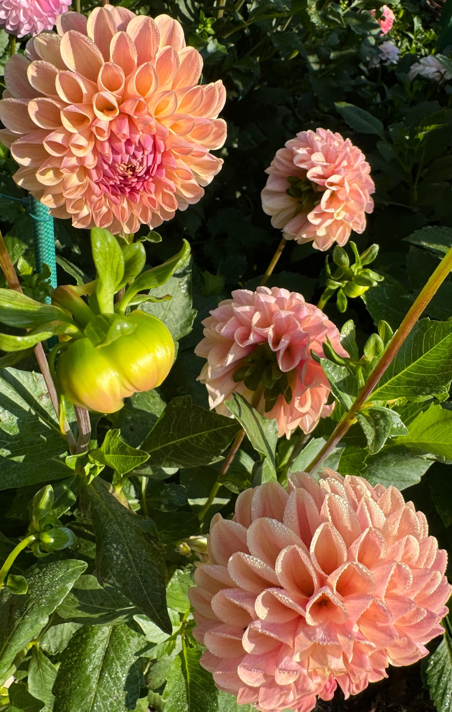 Clearview Peachy Dahlia