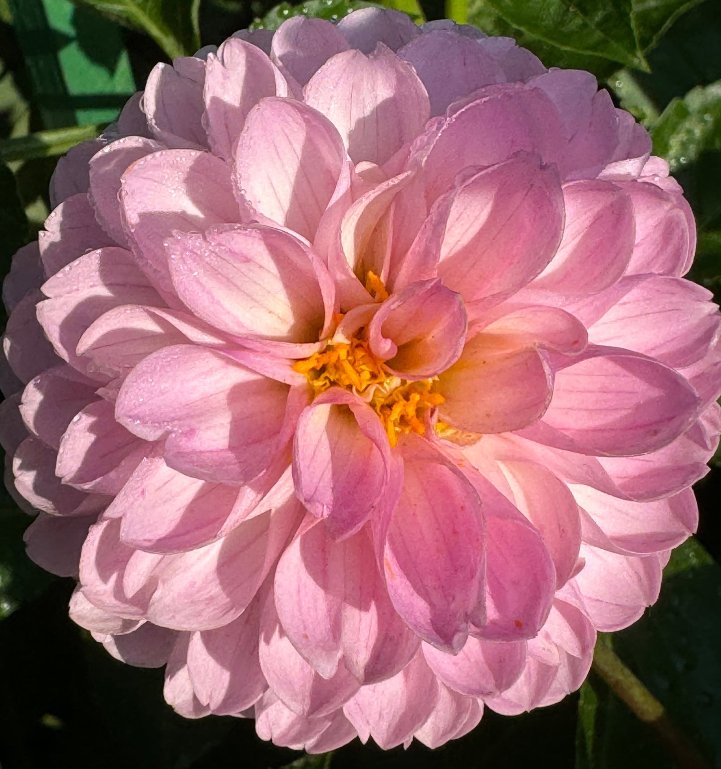 Camano Love Dahlia