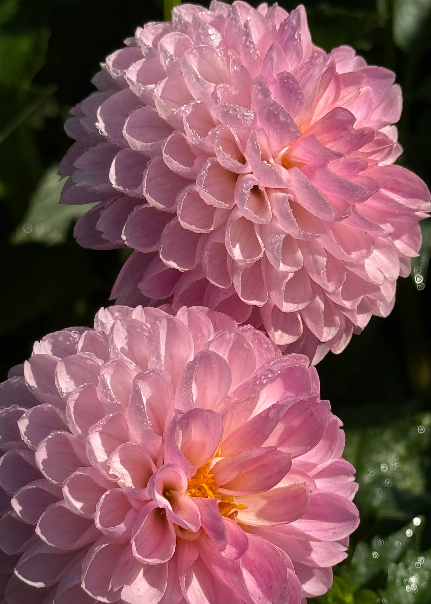 Camano Love Dahlia