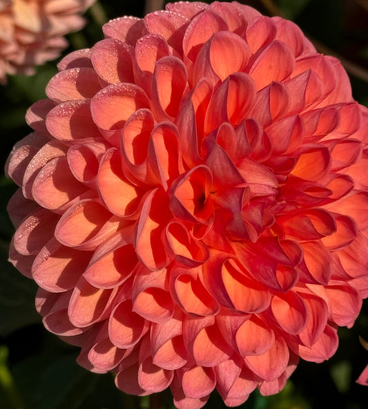 Parkland Tribute Dahlia