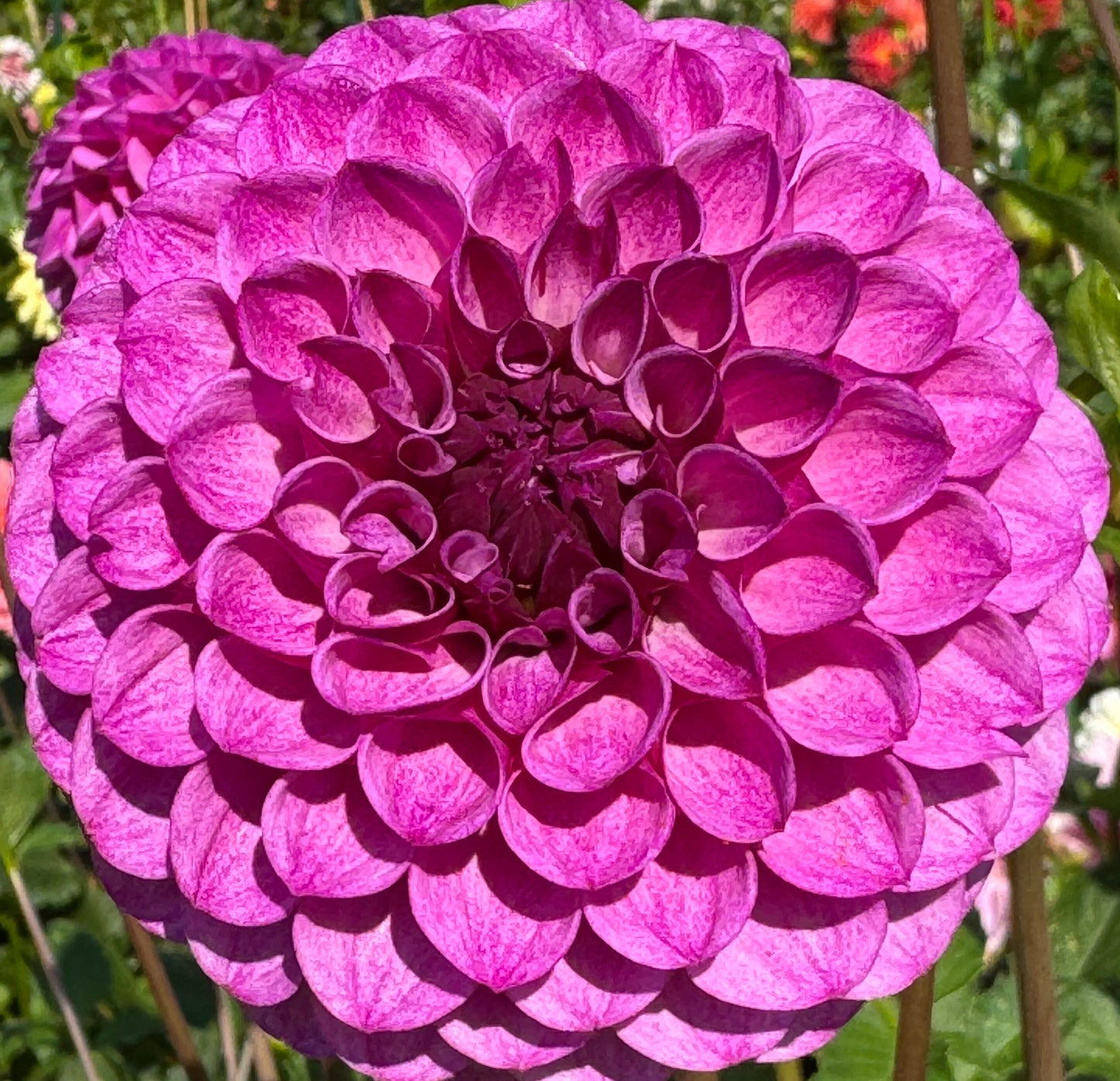 Robann Royal Dahlia