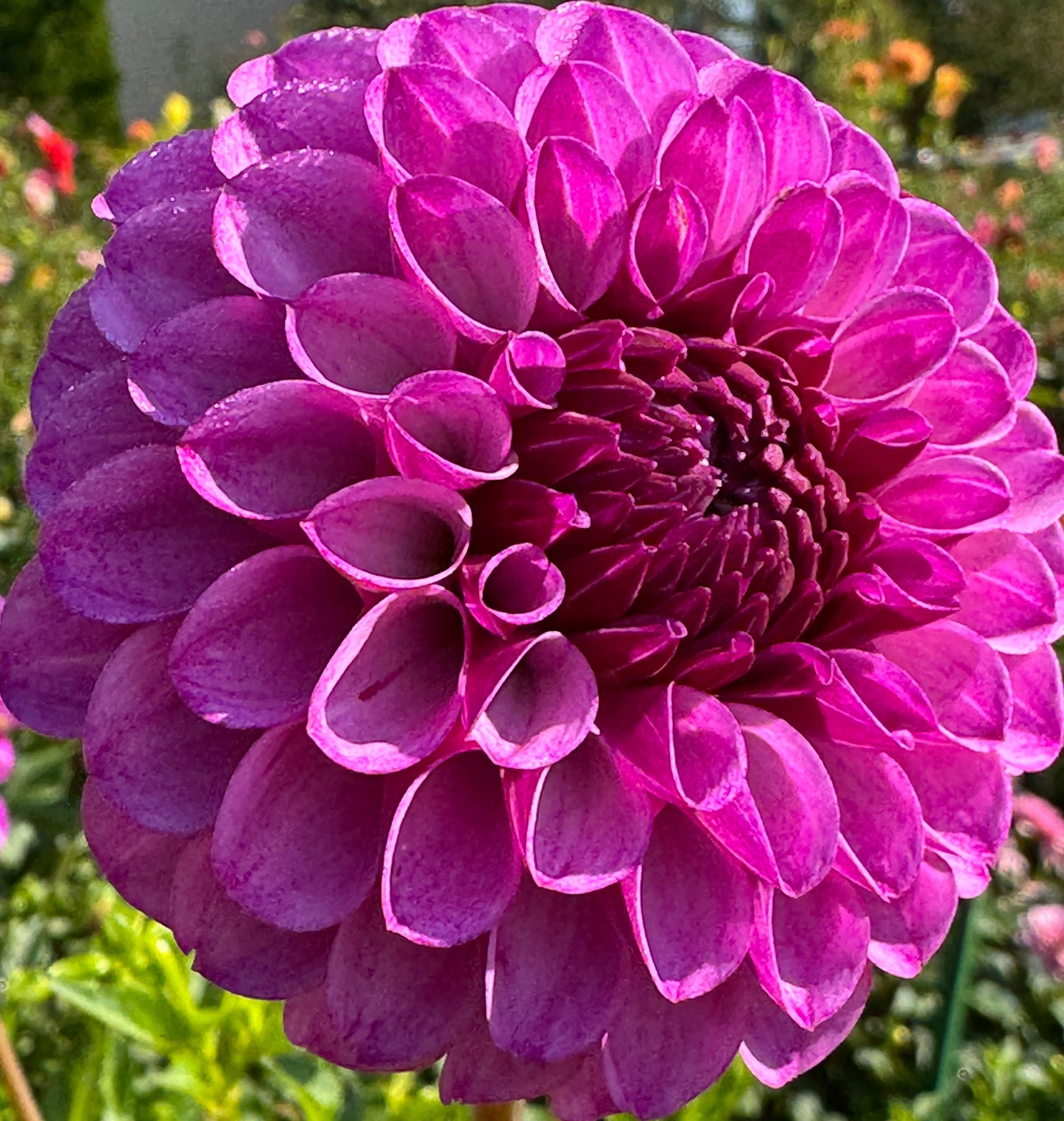 Robann Royal Dahlia