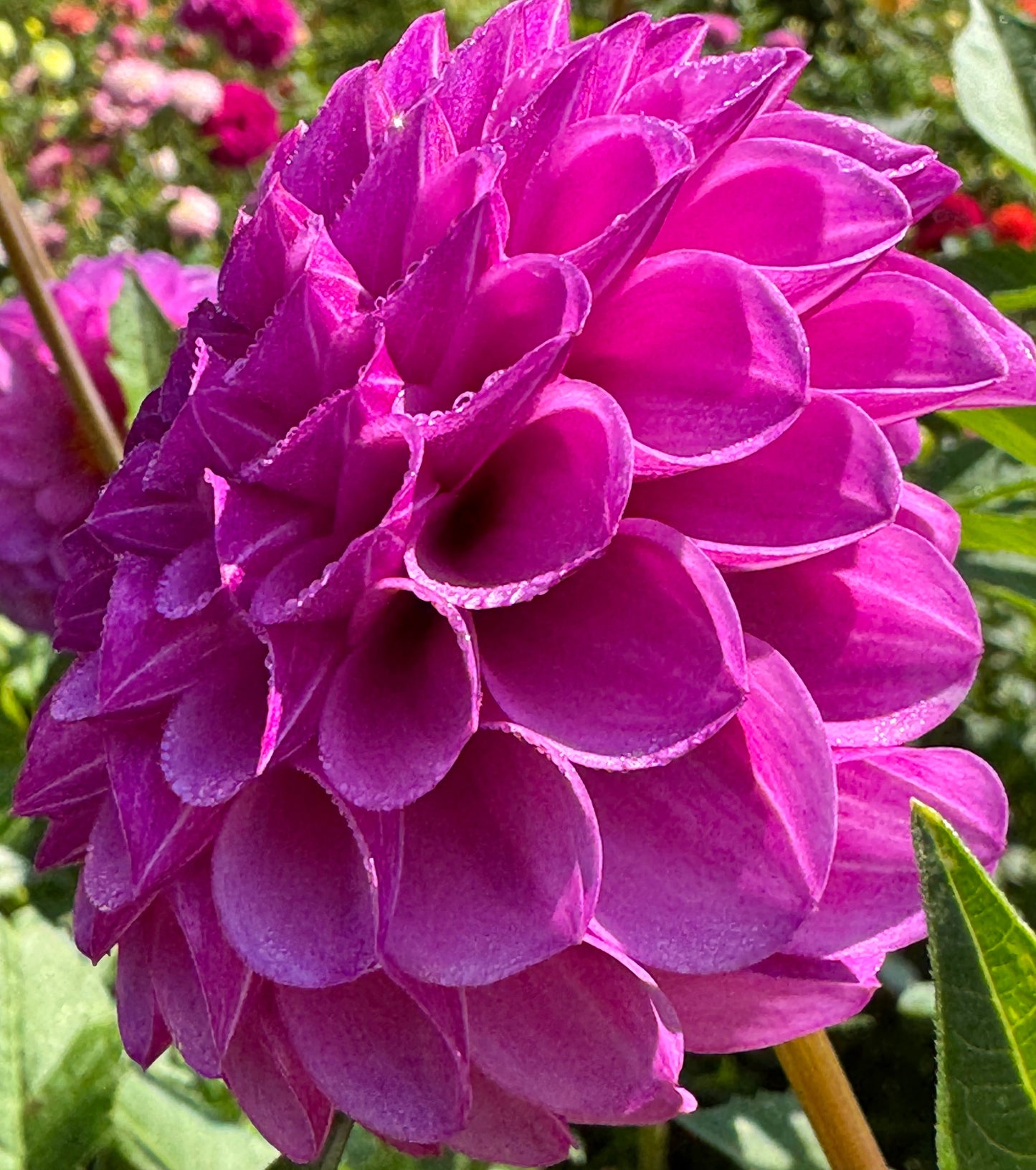 Robann Royal Dahlia