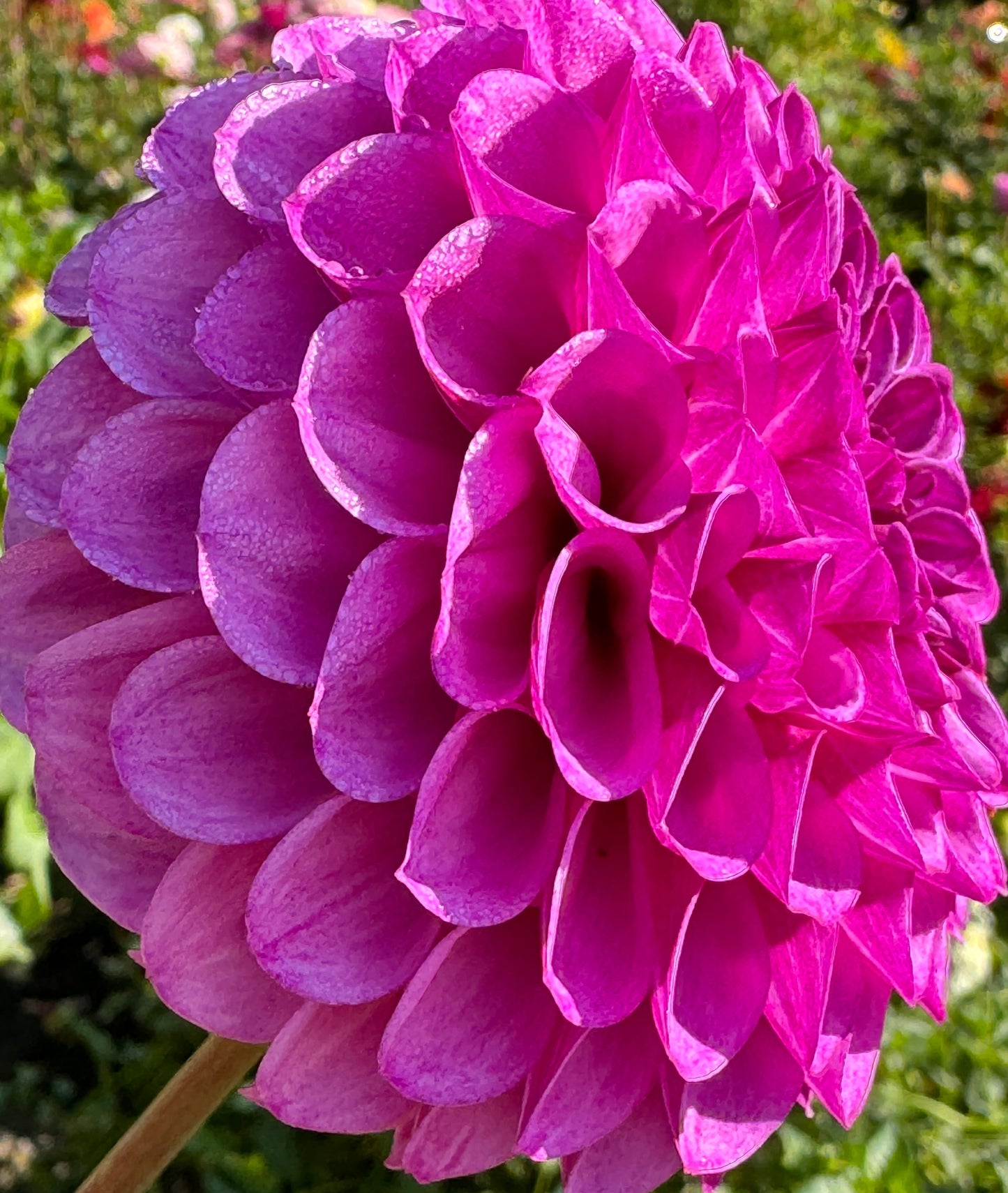 Robann Royal Dahlia