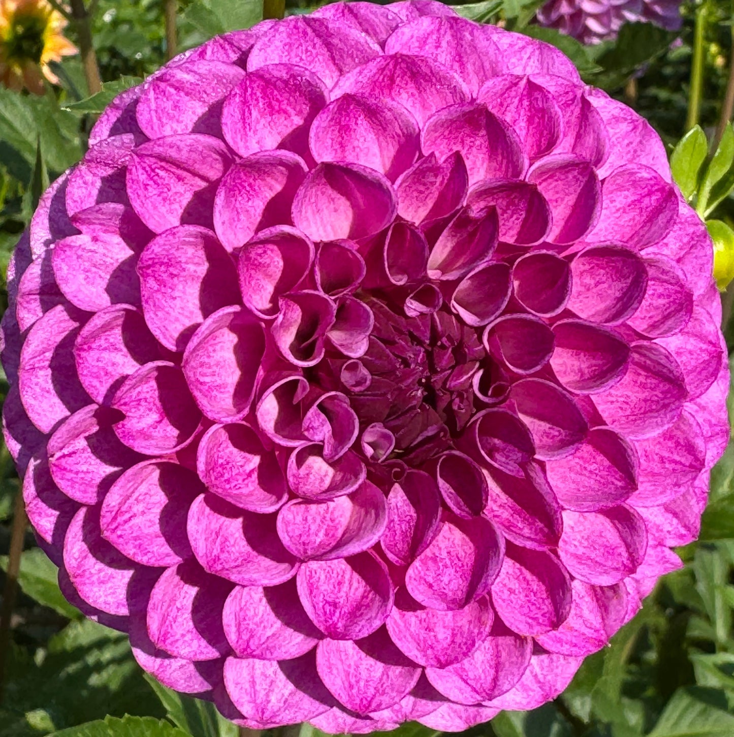 Robann Royal Dahlia