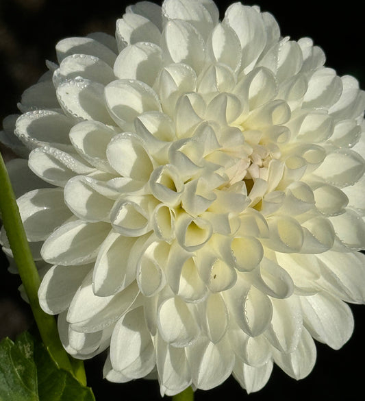 Dorothy Dahlia