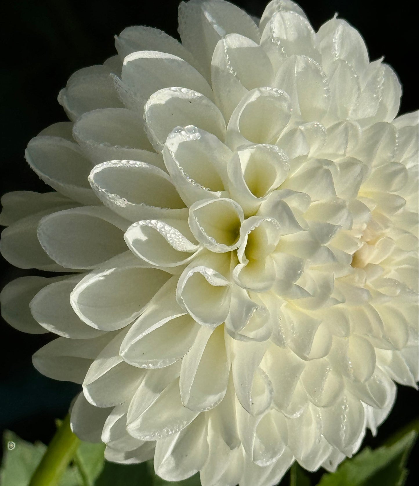 Dorothy Dahlia