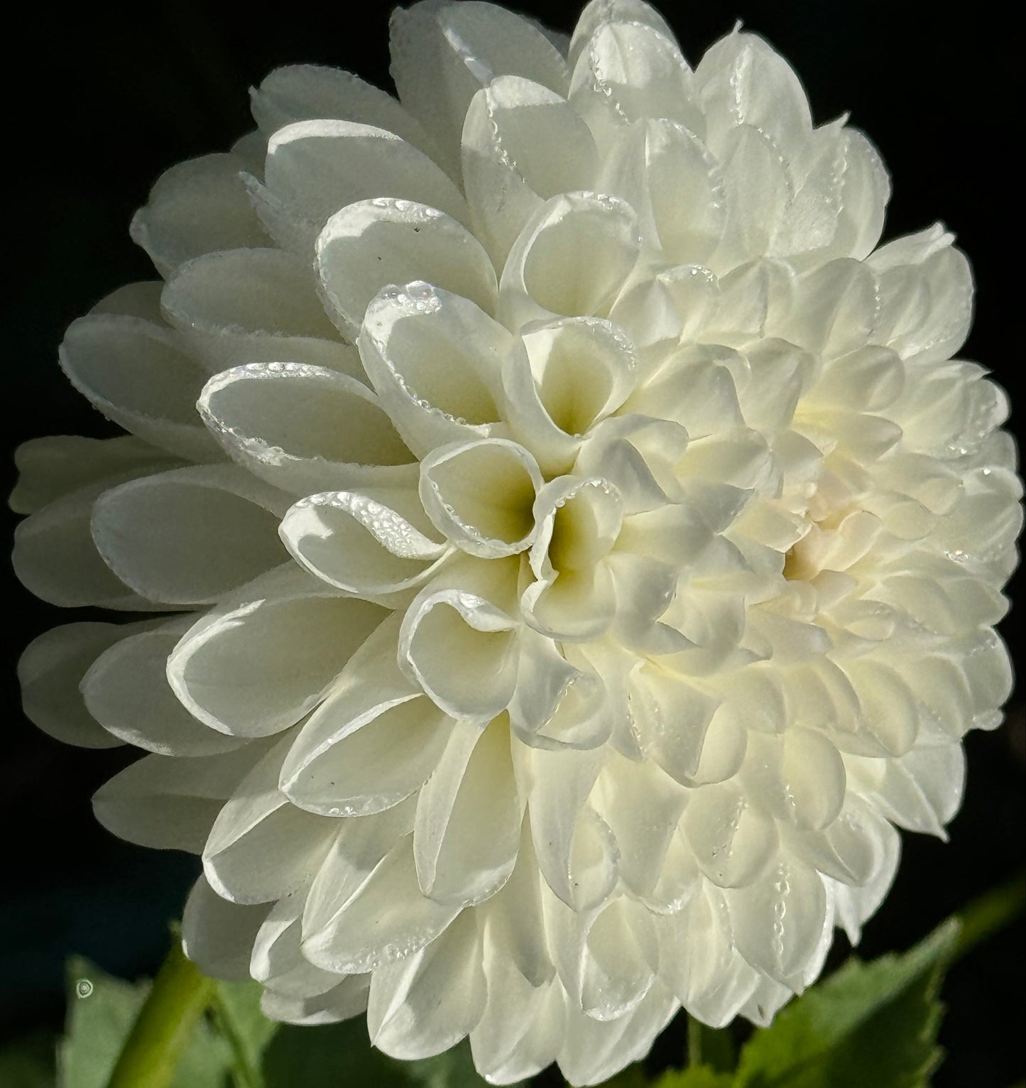 Dorothy Dahlia