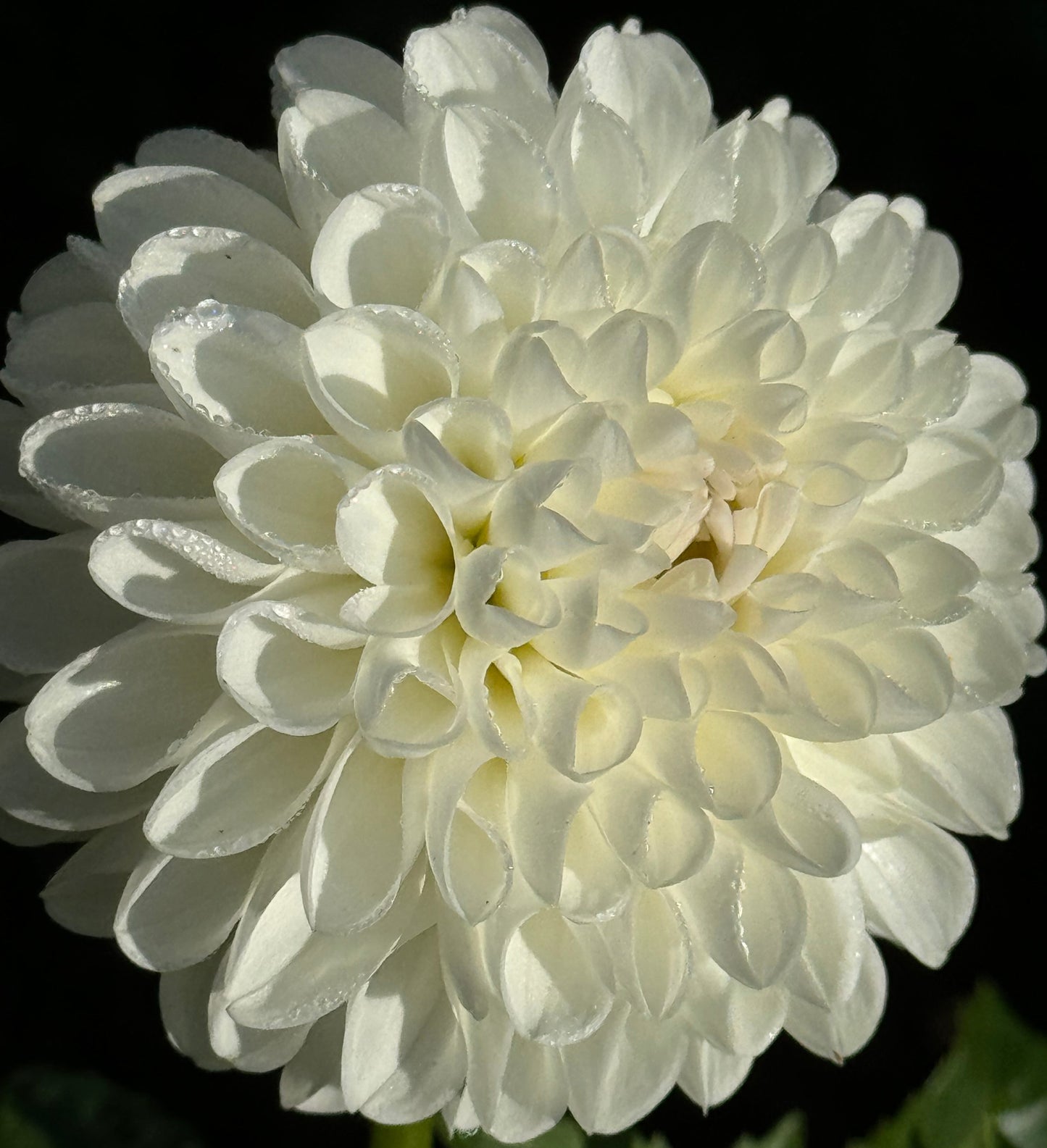 Dorothy Dahlia