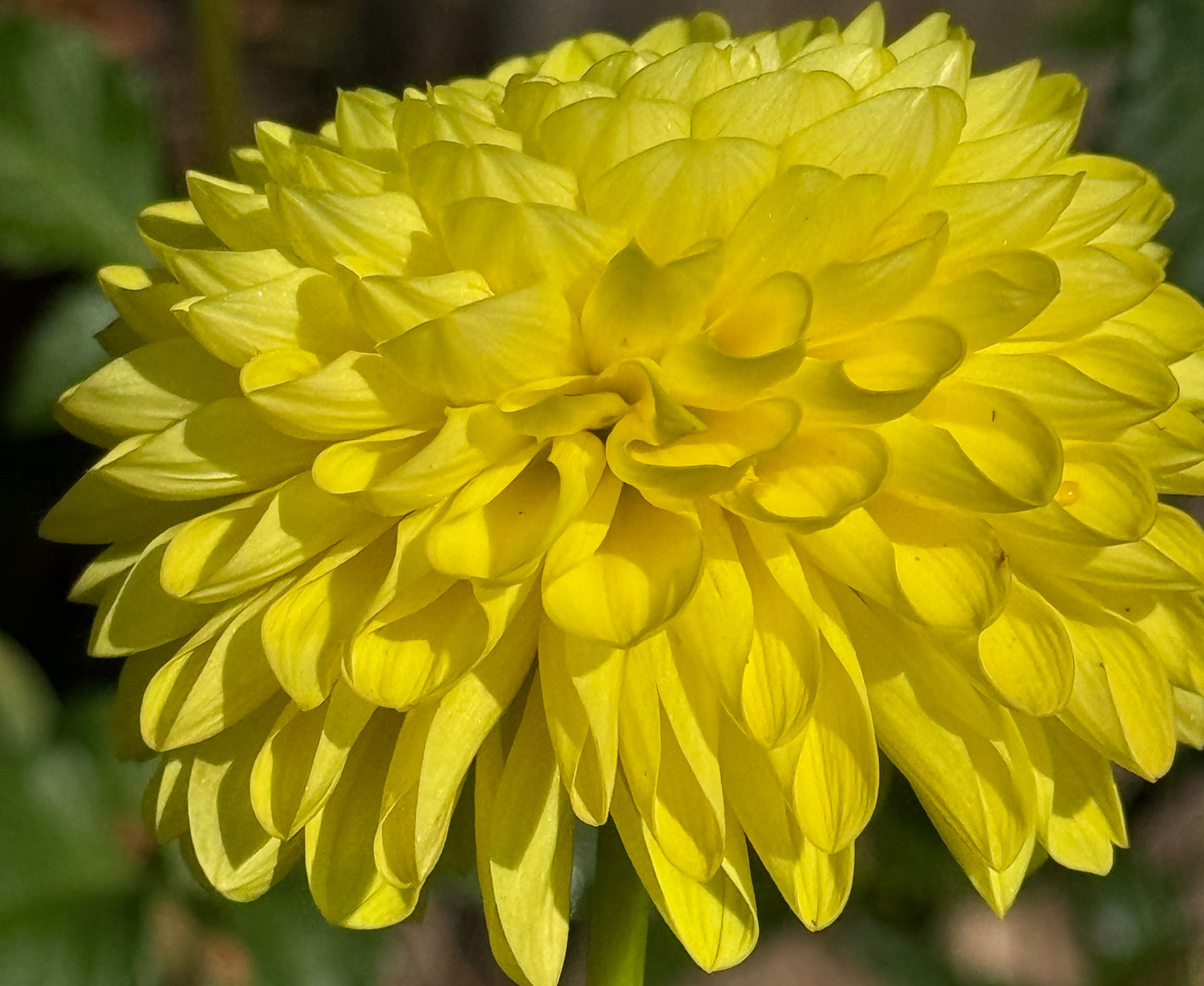 Bloomquist Sandy Dahlia